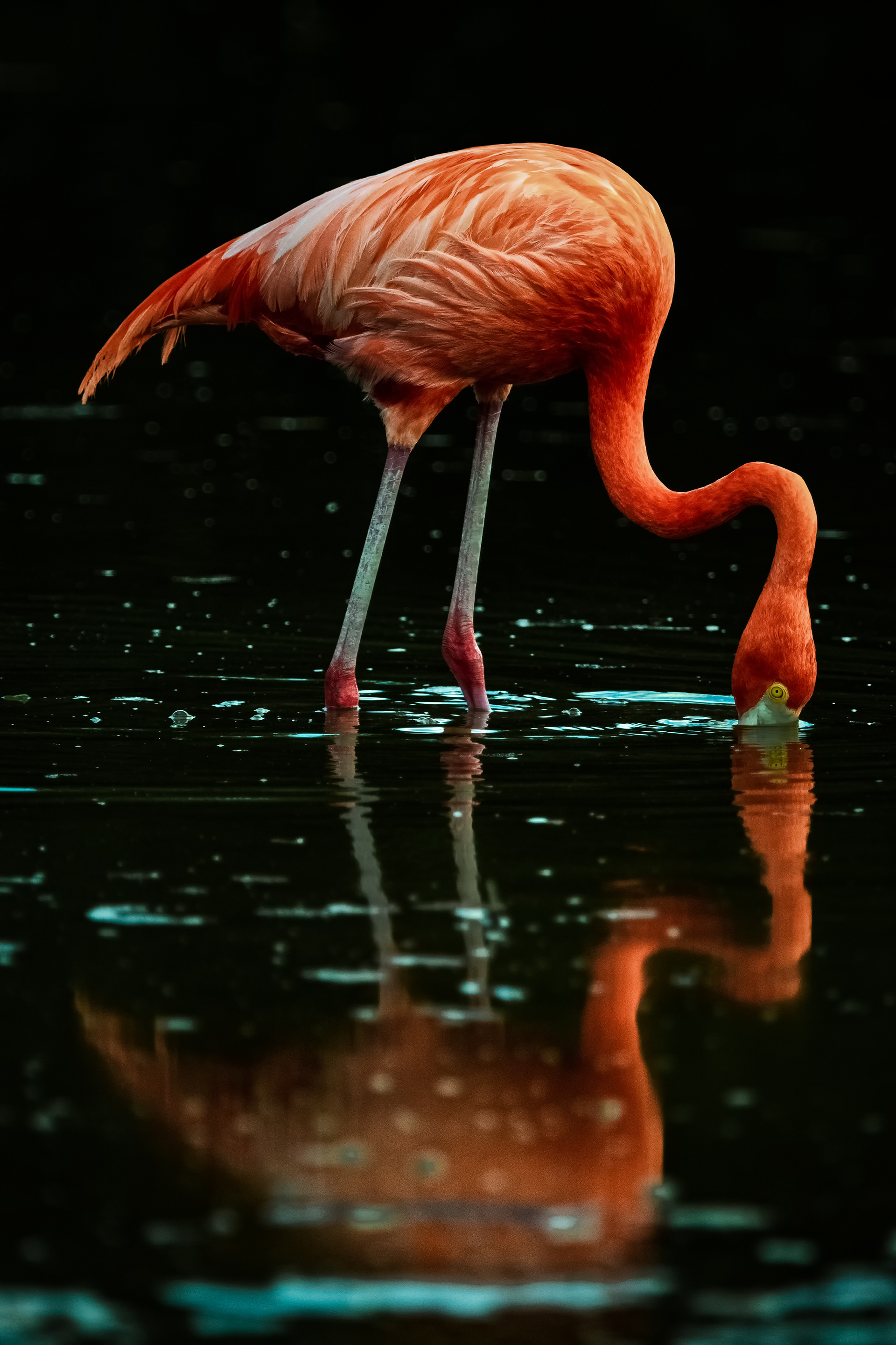 American Flamingo