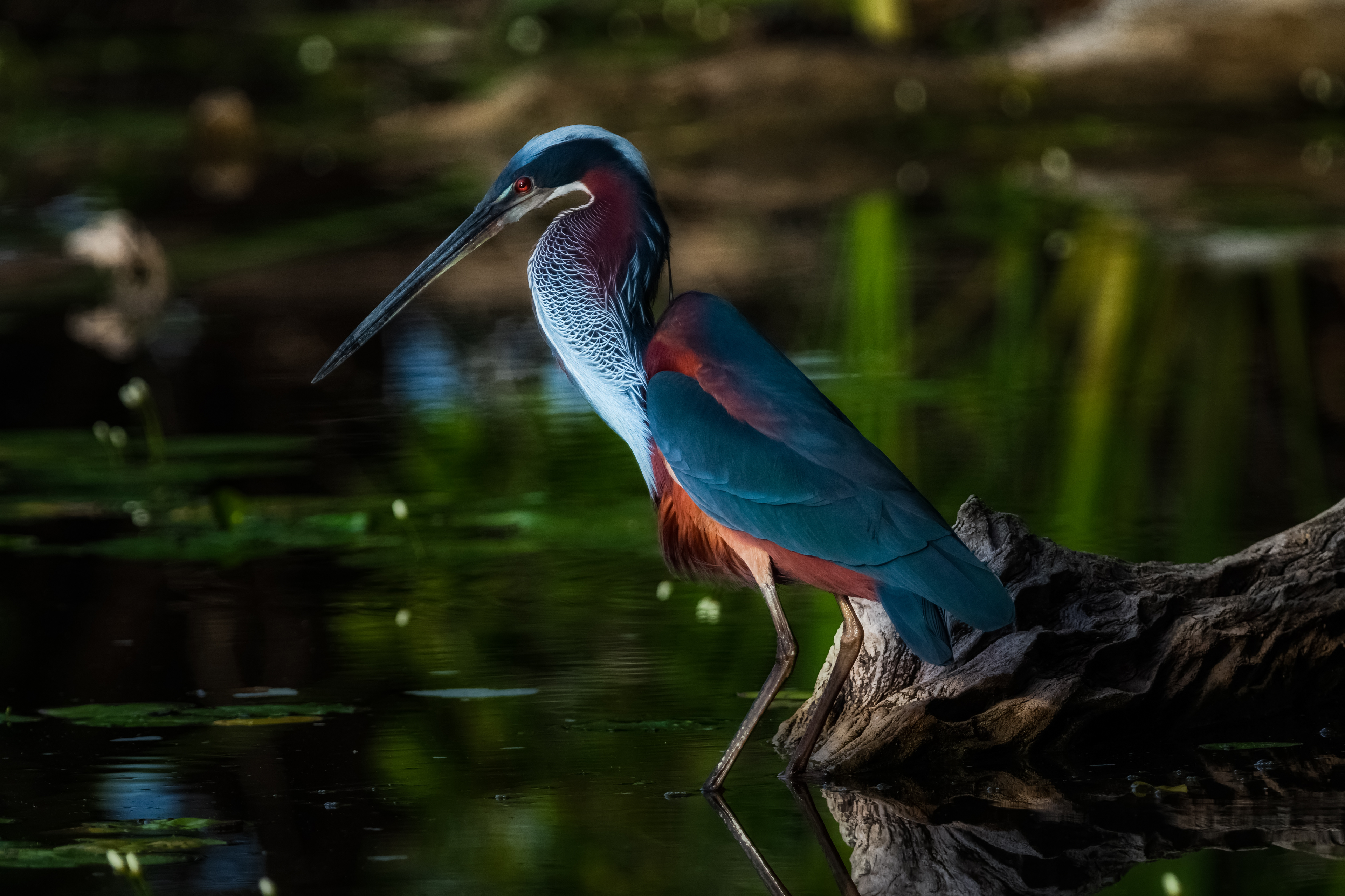 Agami Heron