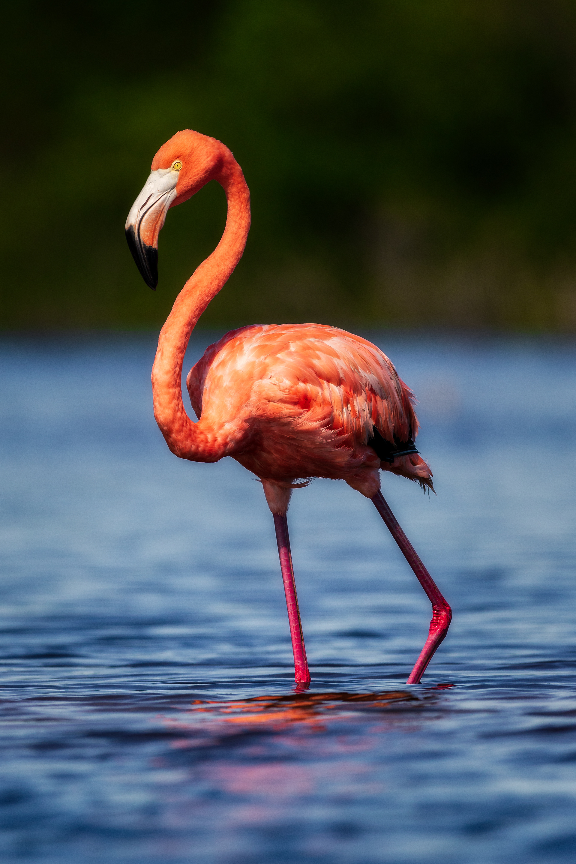 American Flamingo