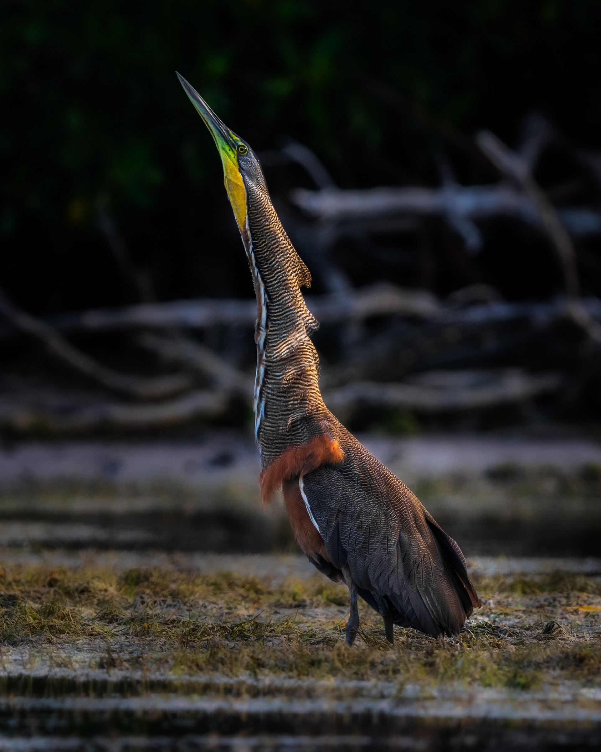 Bare-throated Tiger-Heron
