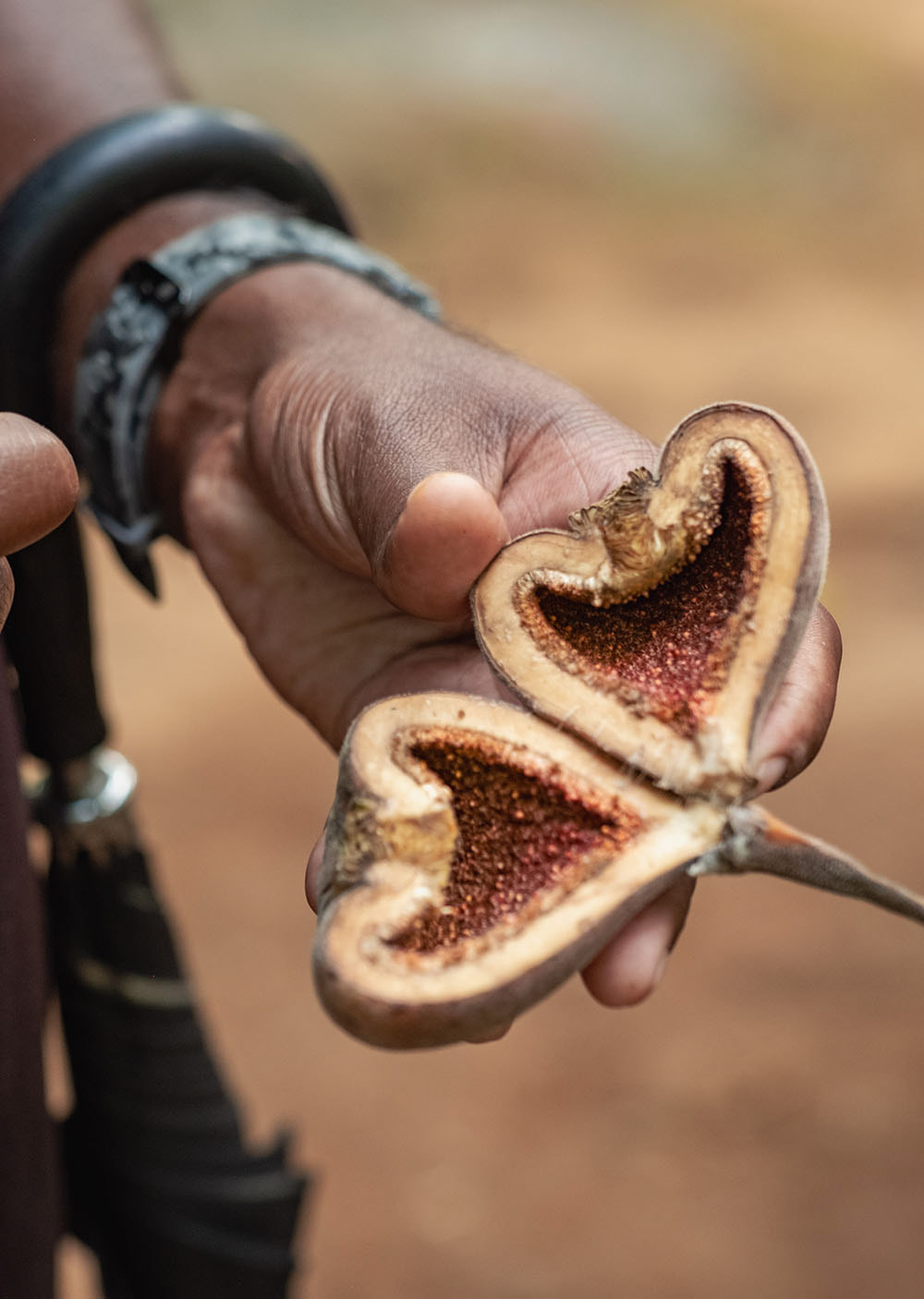 AUFGESCHNITTENE FEIGE IN EINEM GEWÜRZGARTEN IN INDIEN