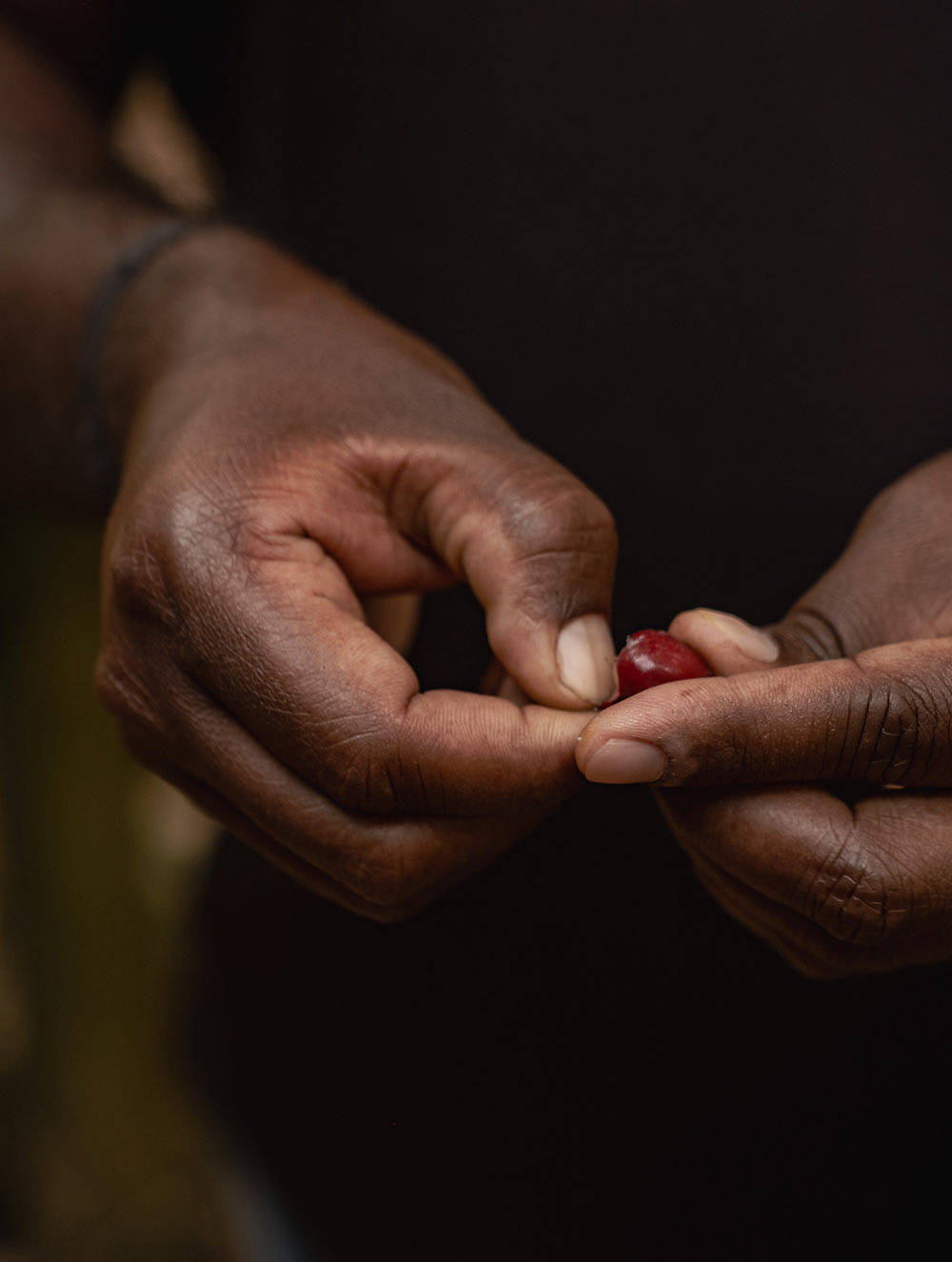 KAFFEEBOHNE MIT FRUCHTFLEISCH