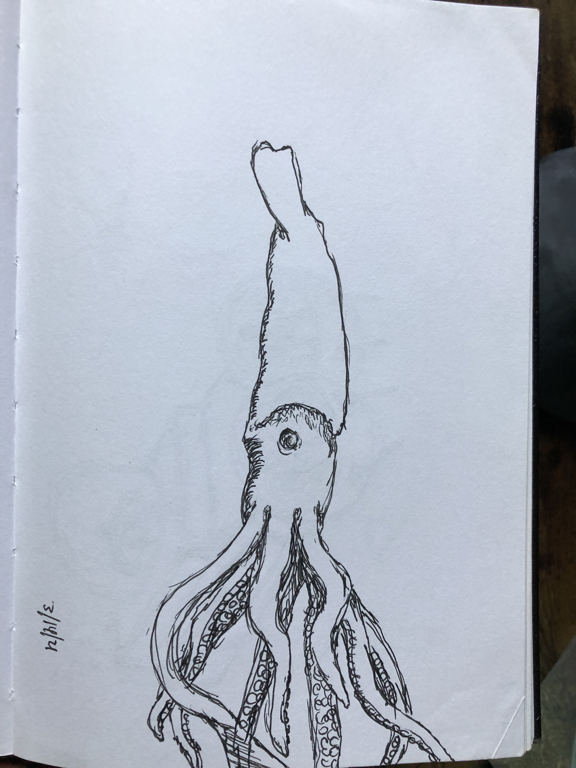 Squid
