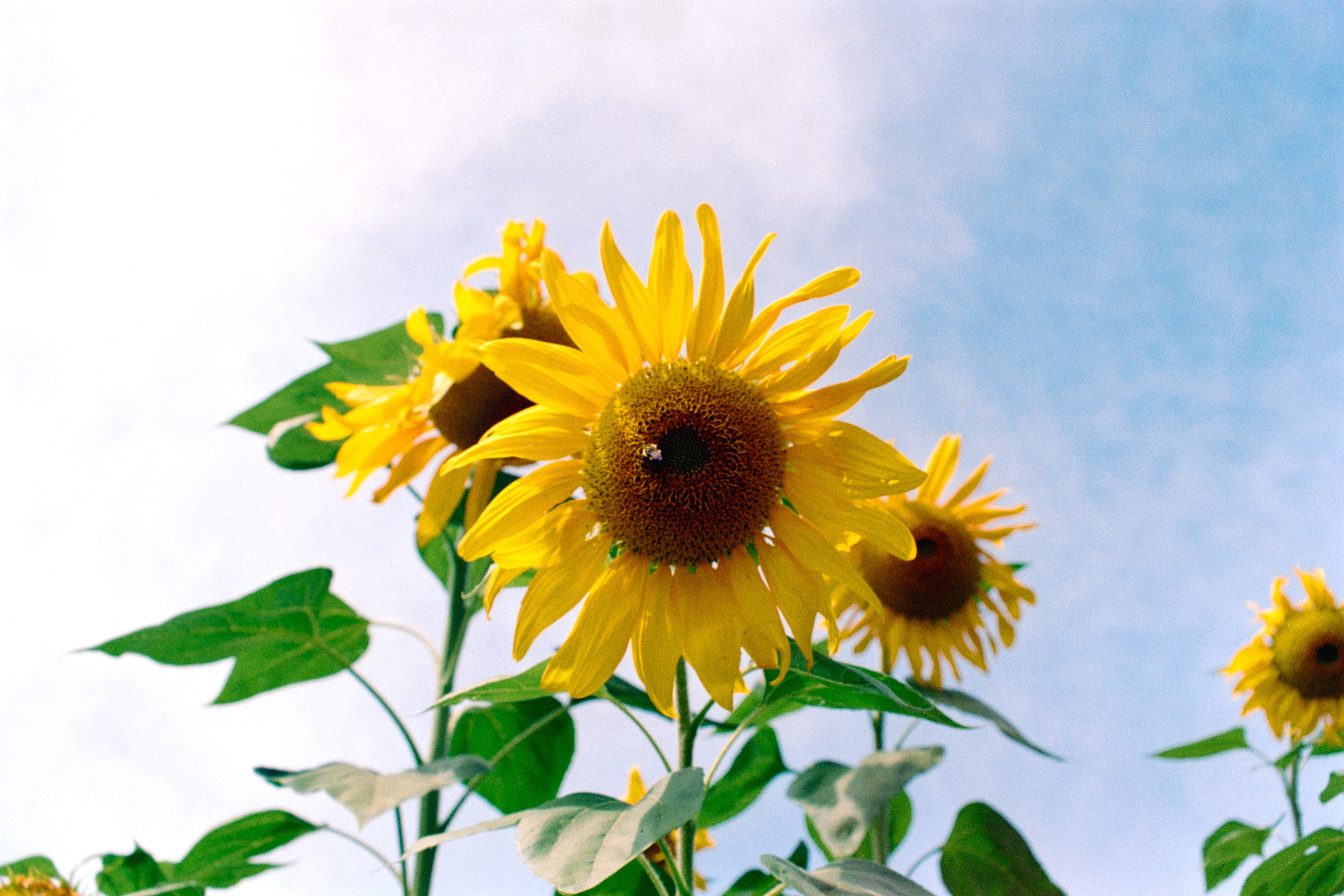 Sunflower