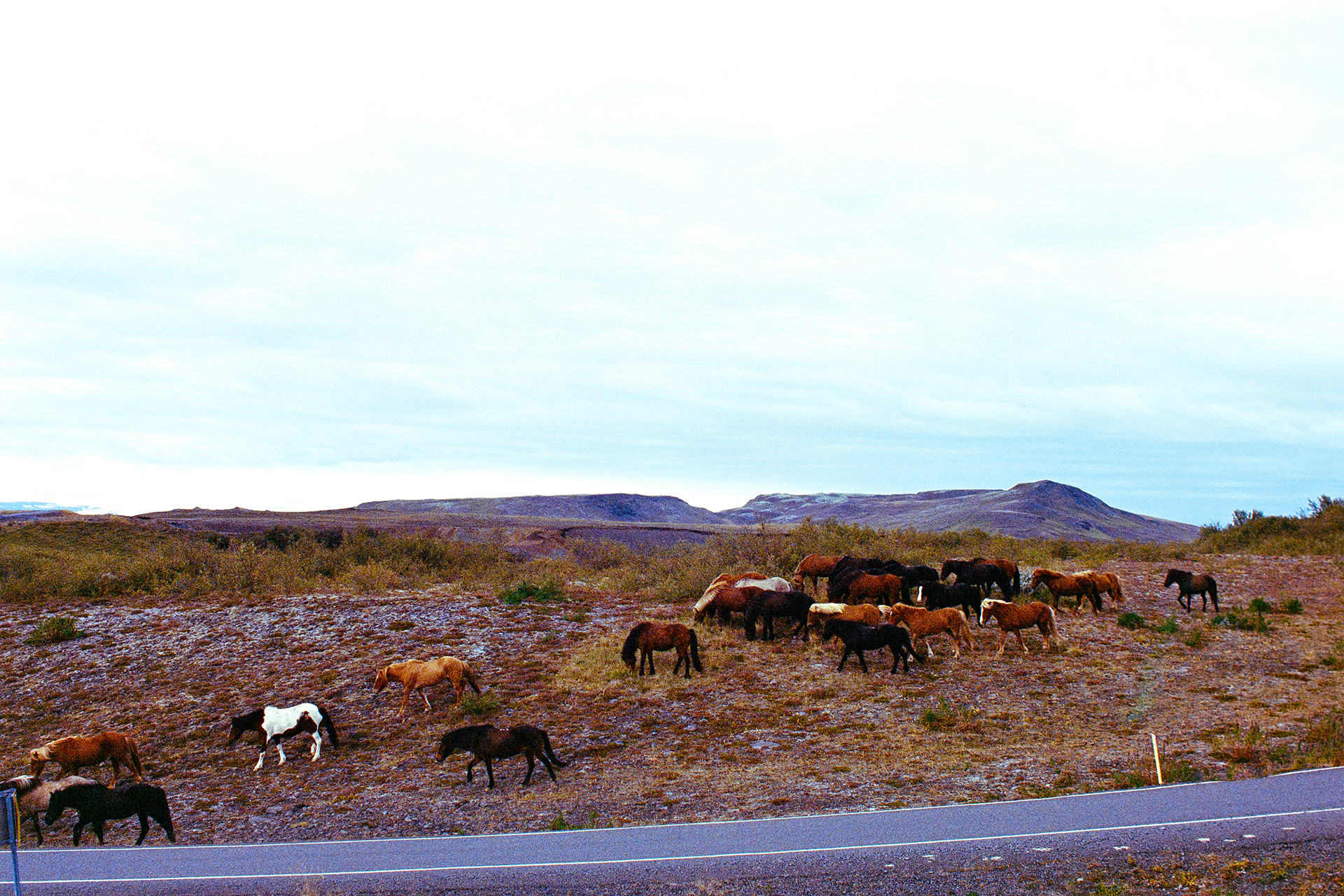 Icelandic Horses