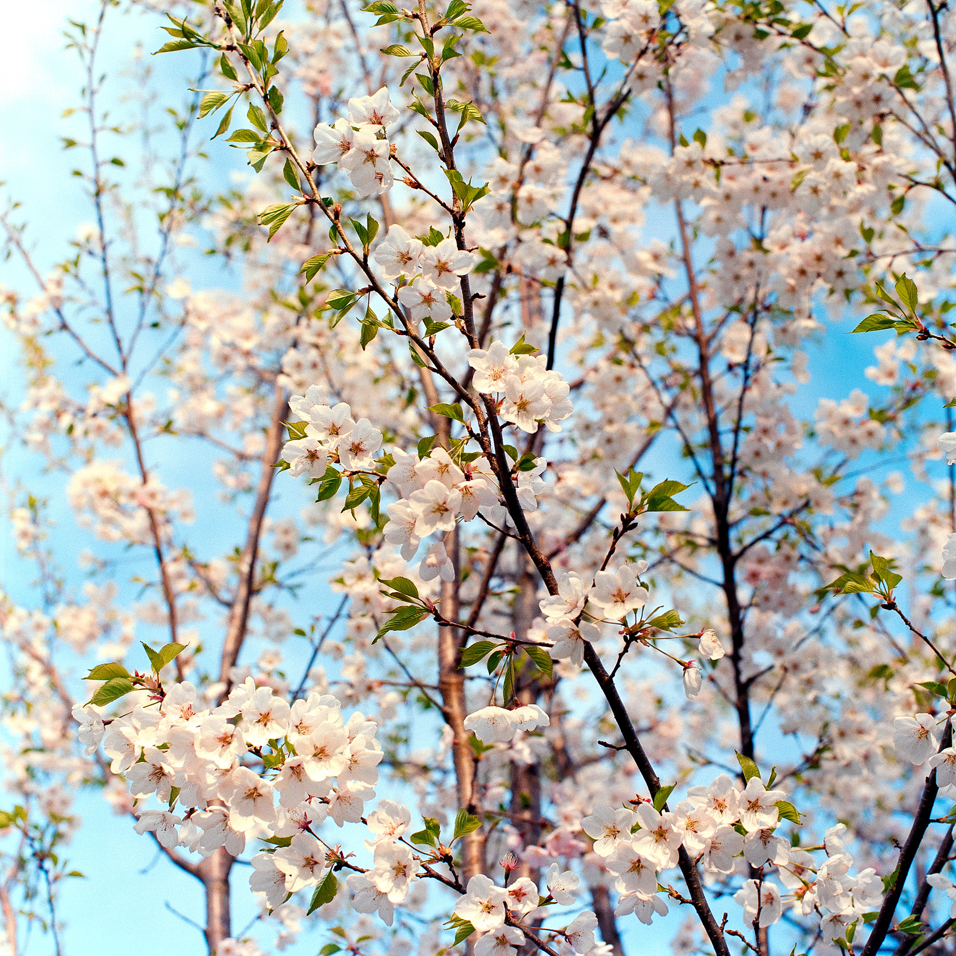 Cherry Blossoms