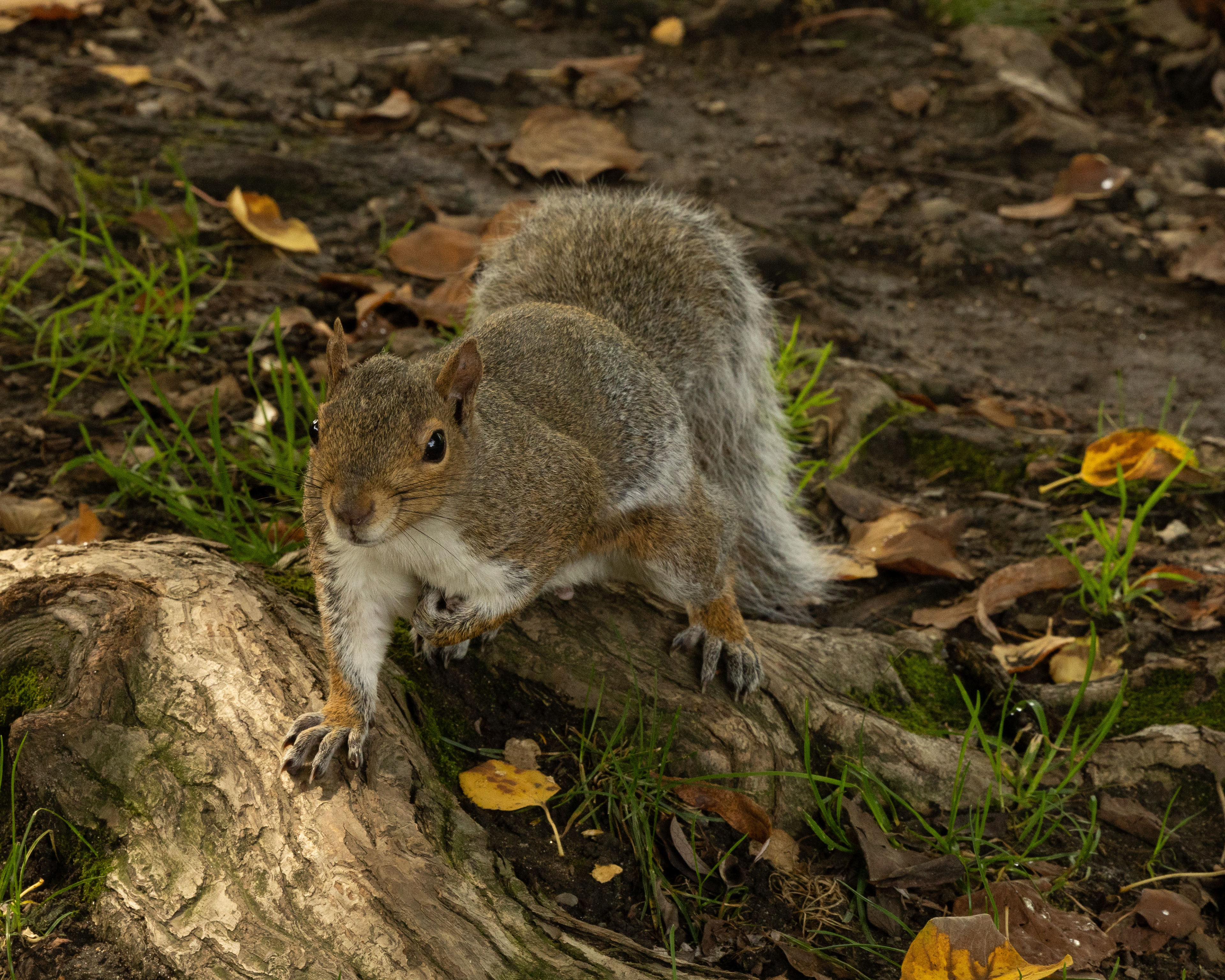 Squirrel in Park Boston