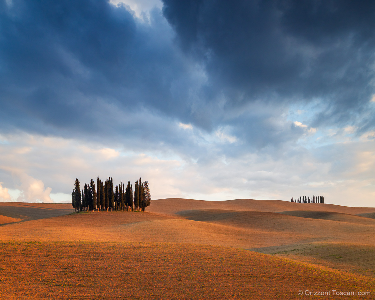 Gruppo di cipressi nella Val d’Orcia, vicino a San Quirico d’Orcia, illuminato da luce autunnale su colline morbide e ondulate, perfetto come stampa d’arte per luxury resort, boutique hotel e interni esclusivi.