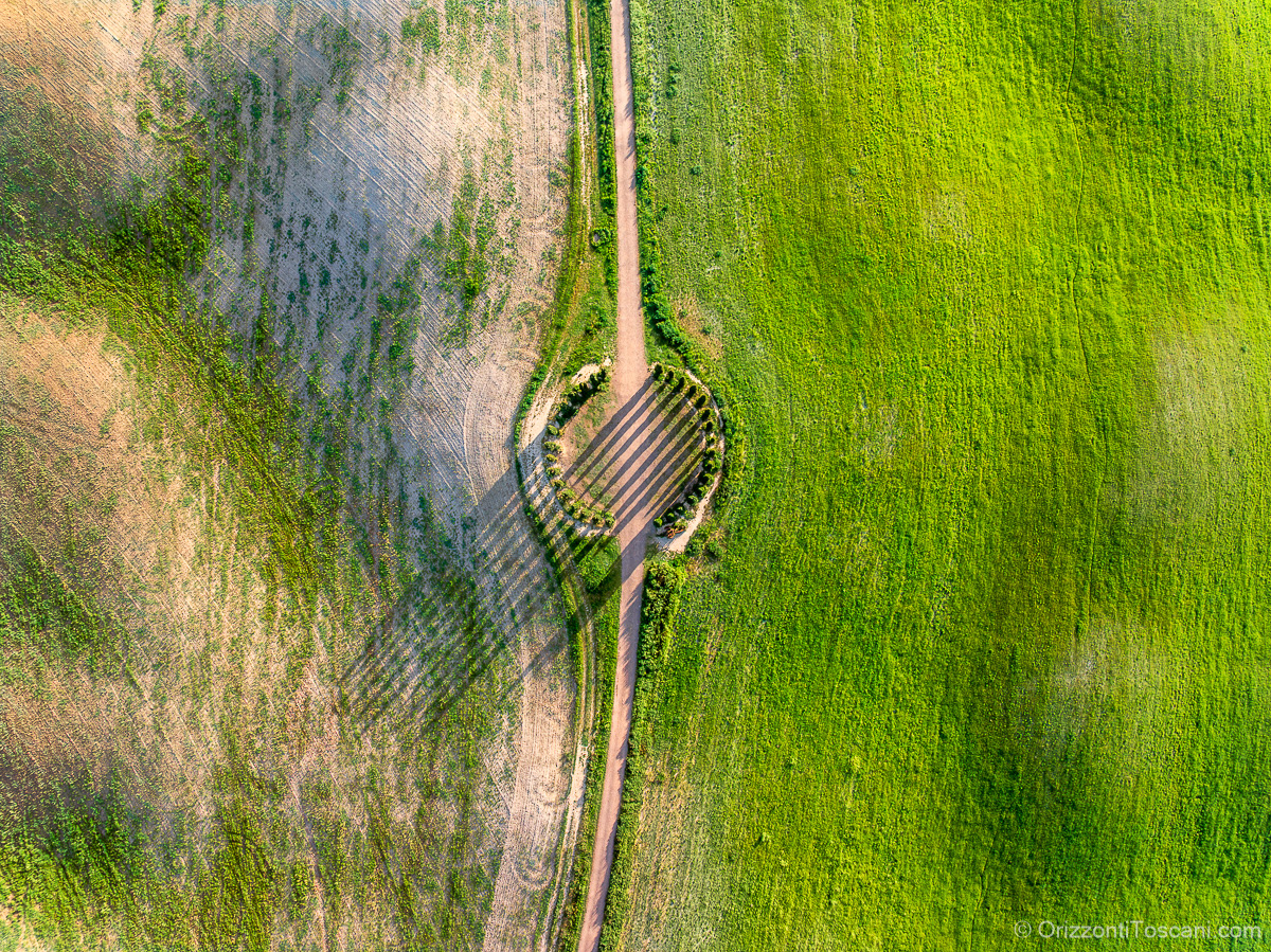 Cerchio di cipressi di San Quirico d’Orcia visto dall’alto, tra campi verdi e lunghe ombre, stampa paesaggistica toscana ideale per luxury resort, boutique hotel e interni esclusivi.