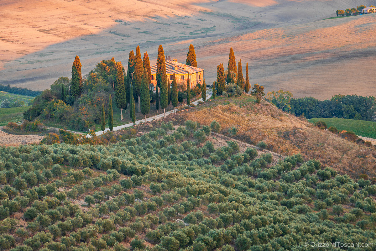 Podere Belvedere nella Val d’Orcia, tra filari di cipressi, uliveti e morbide colline toscane illuminate da luce calda, perfetto come stampa d’arte per hospitality di alto livello e interni esclusivi.