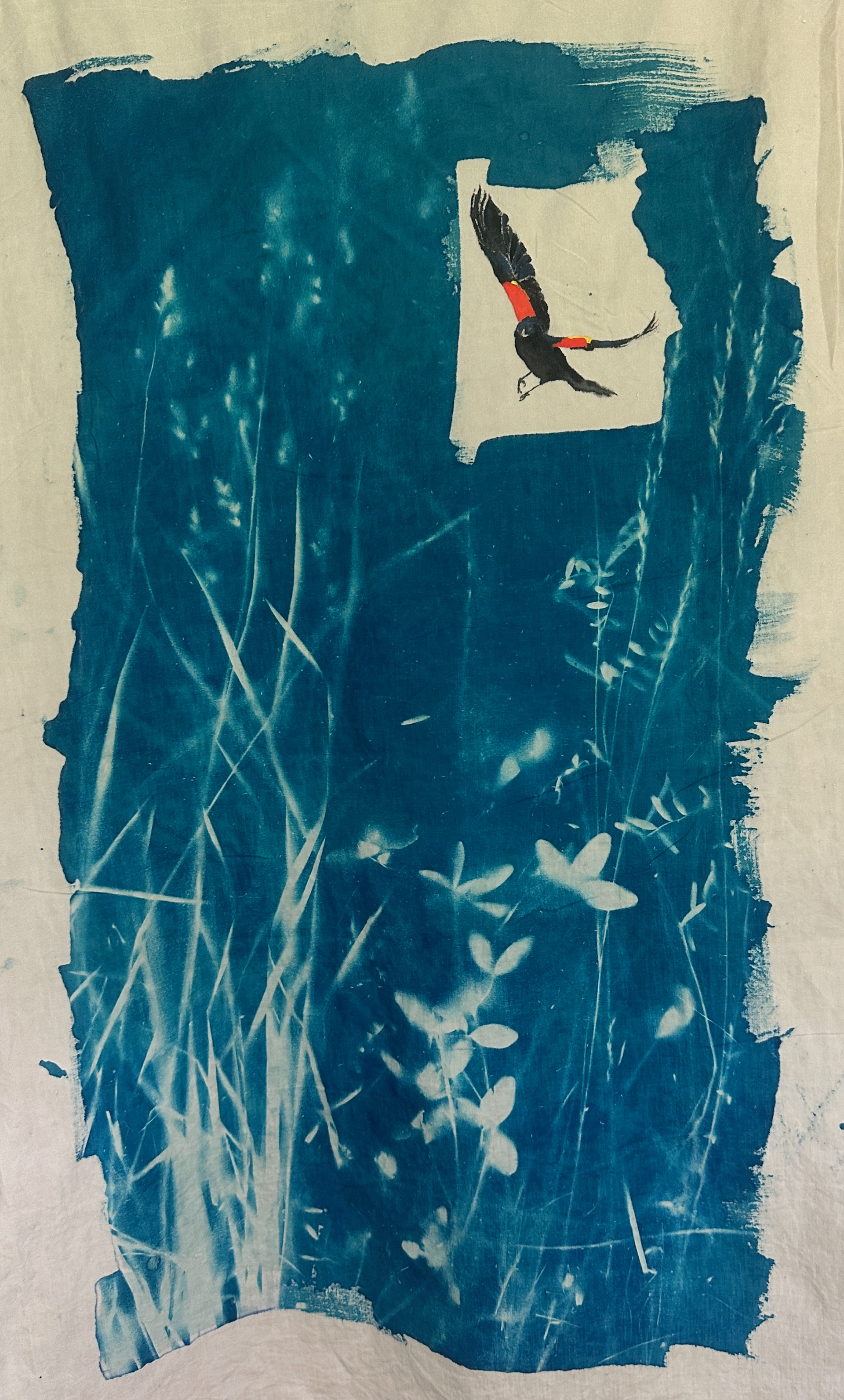 Cyanotype, 2025