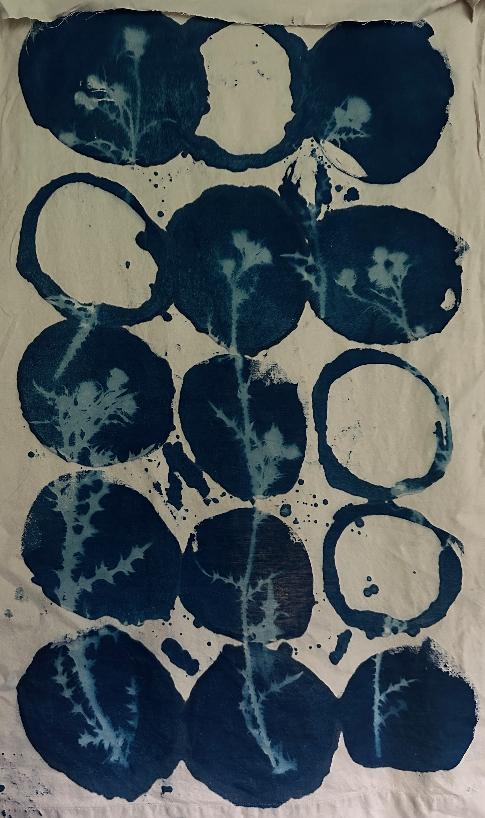 Cyanotype Study, 2025