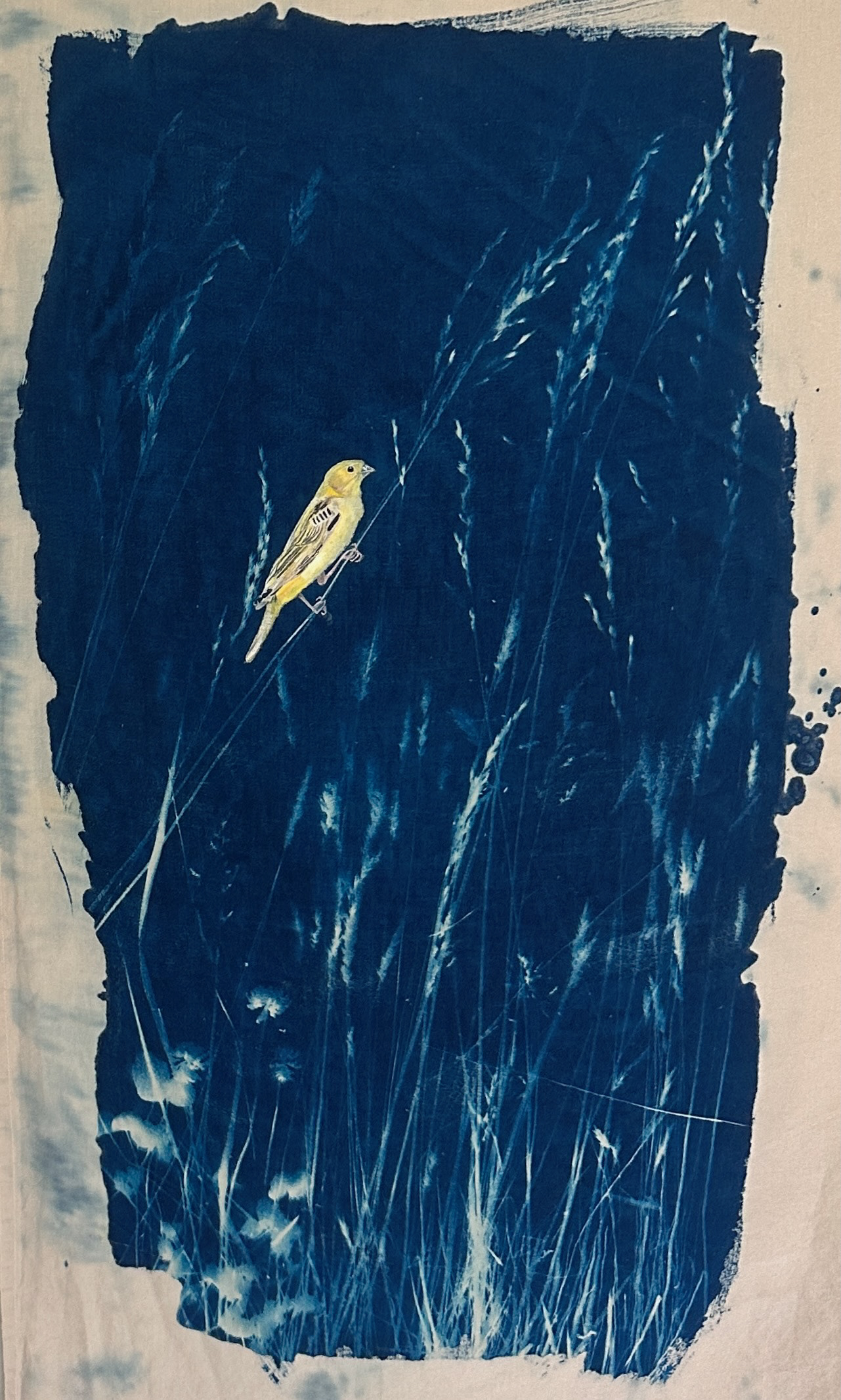Cyanotype 2025