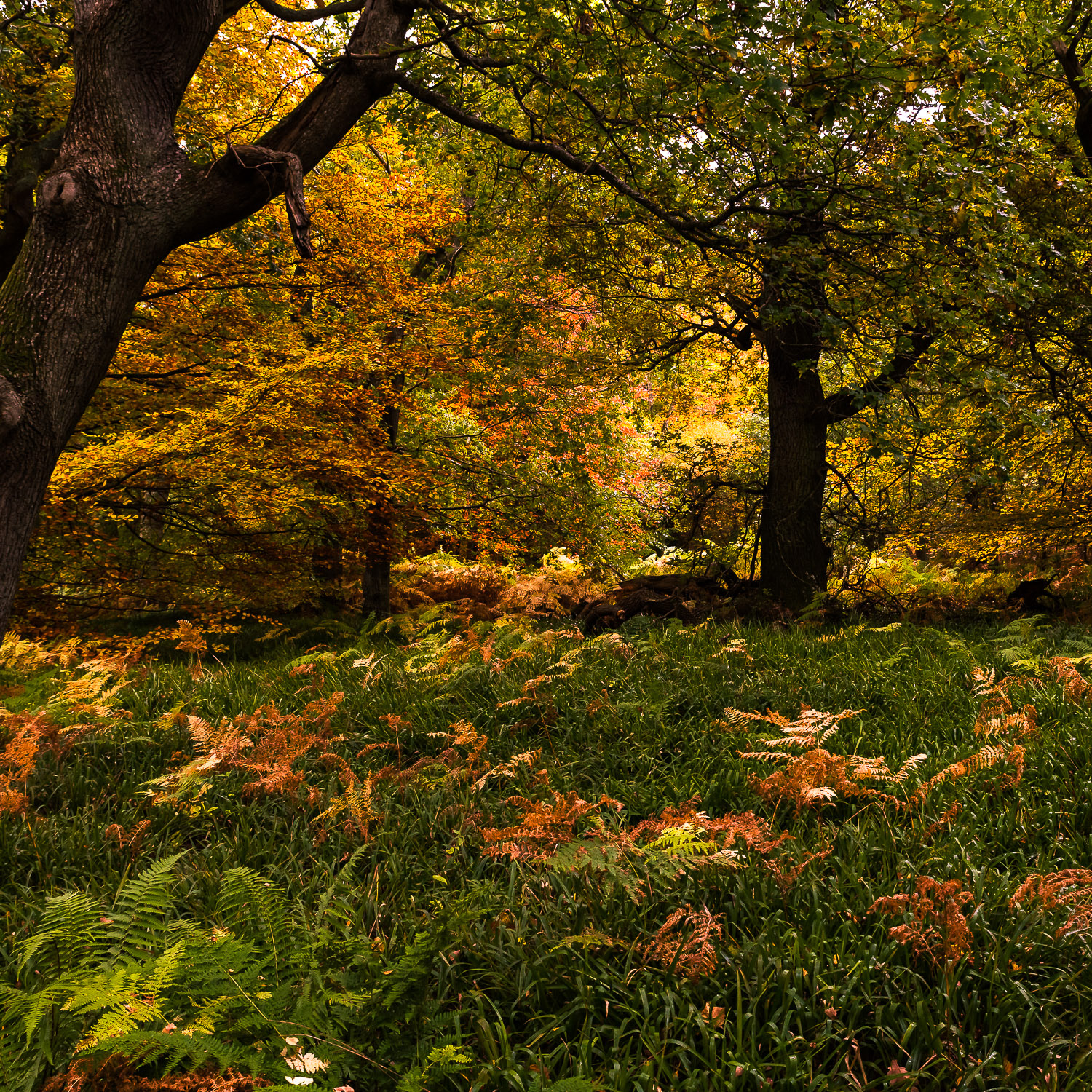 An autumnal woodland scene with strong colours of greens, oranges, and yellows