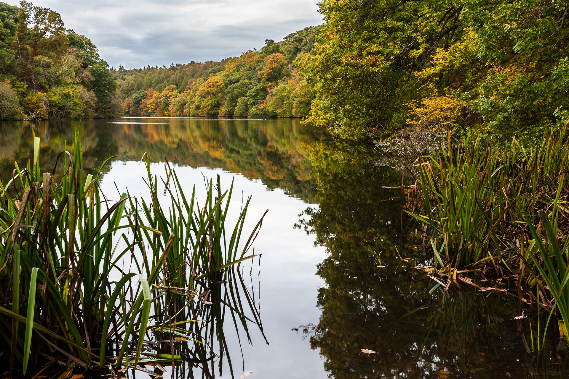 Autumn colours start to decorate the trees surrounding Pressmennan Lake in East Lothian, Scotland, with colours and shapes reflected in an almost completely still surface