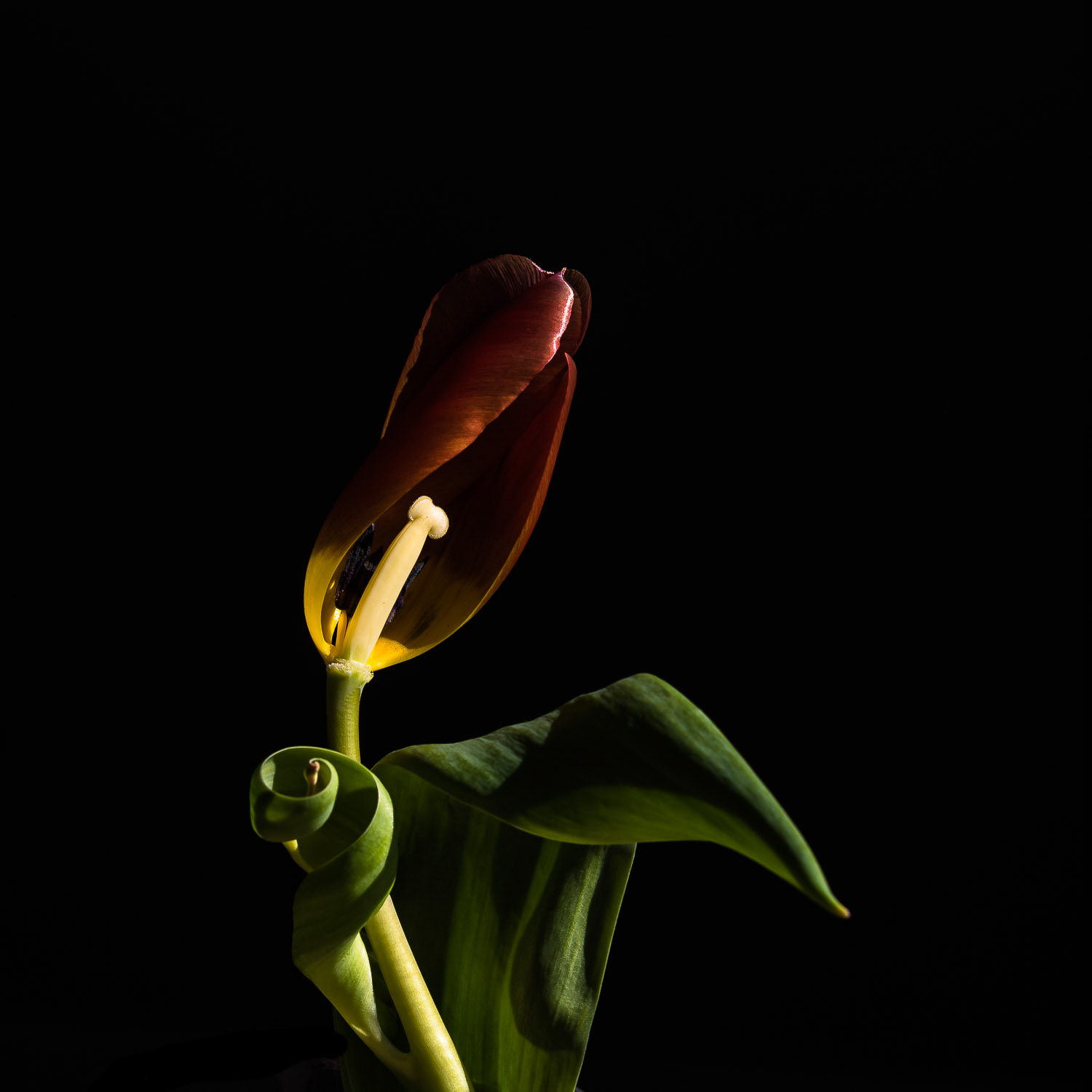 A single stem tulip which is past its best, with some petals already fallen, exposing the stamen and the remaining petals