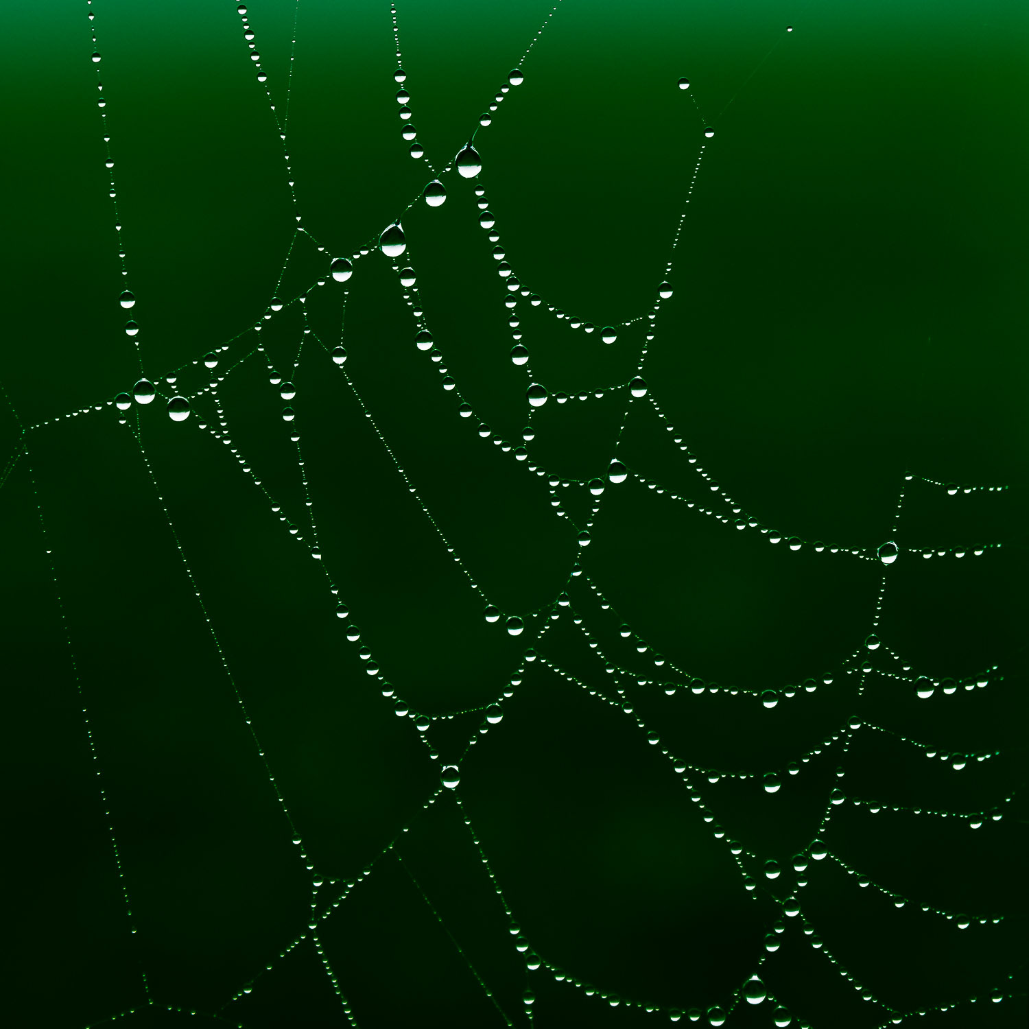 A spider's web holding dew and raindrops against a strong deep green foliage background