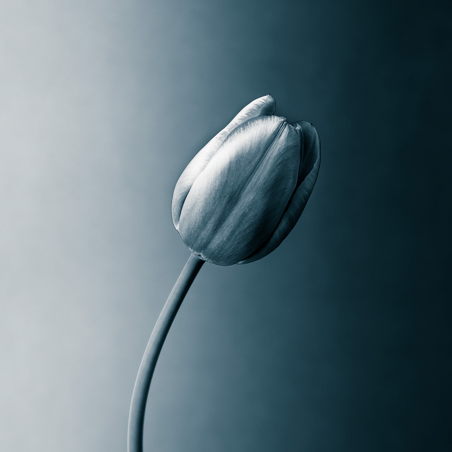 A cyanotype image of a single tulip stem and flower head