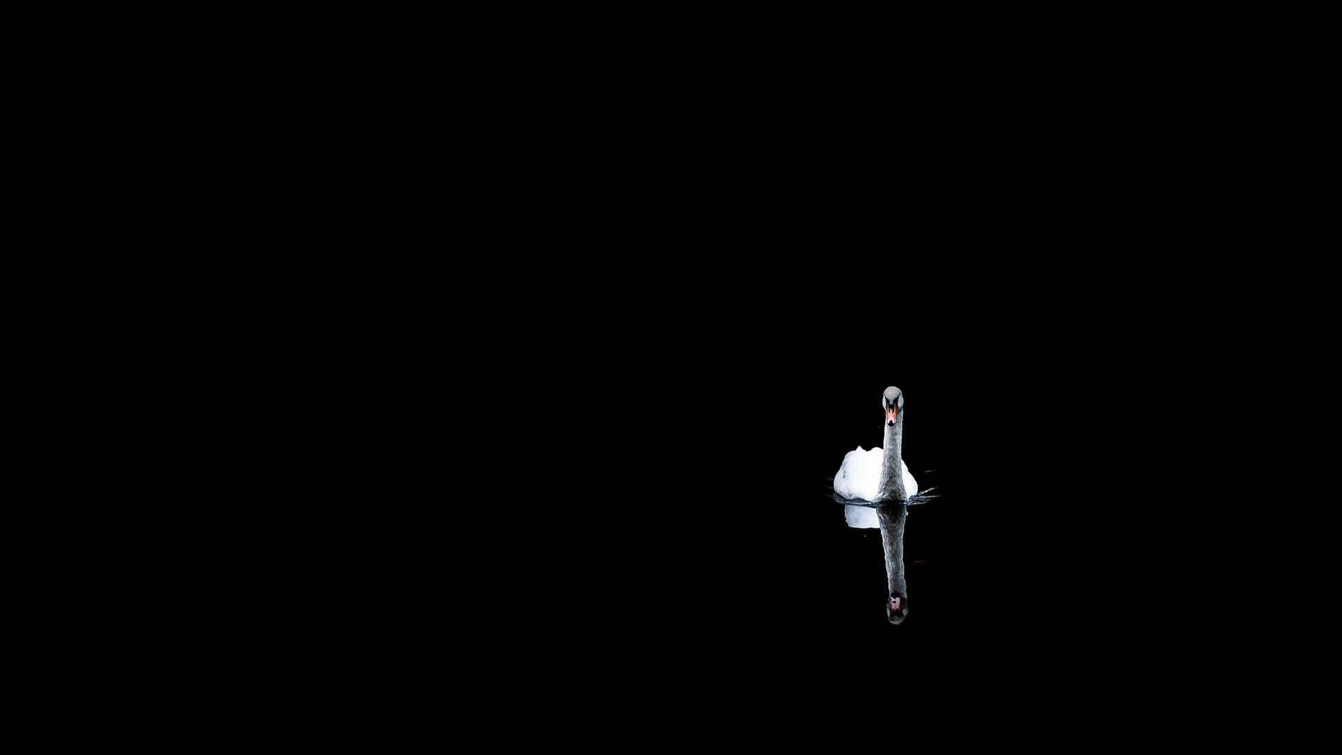 A colour image although mostly black background, with a white swan swimming towards the camera and clearly reflected in the calm water