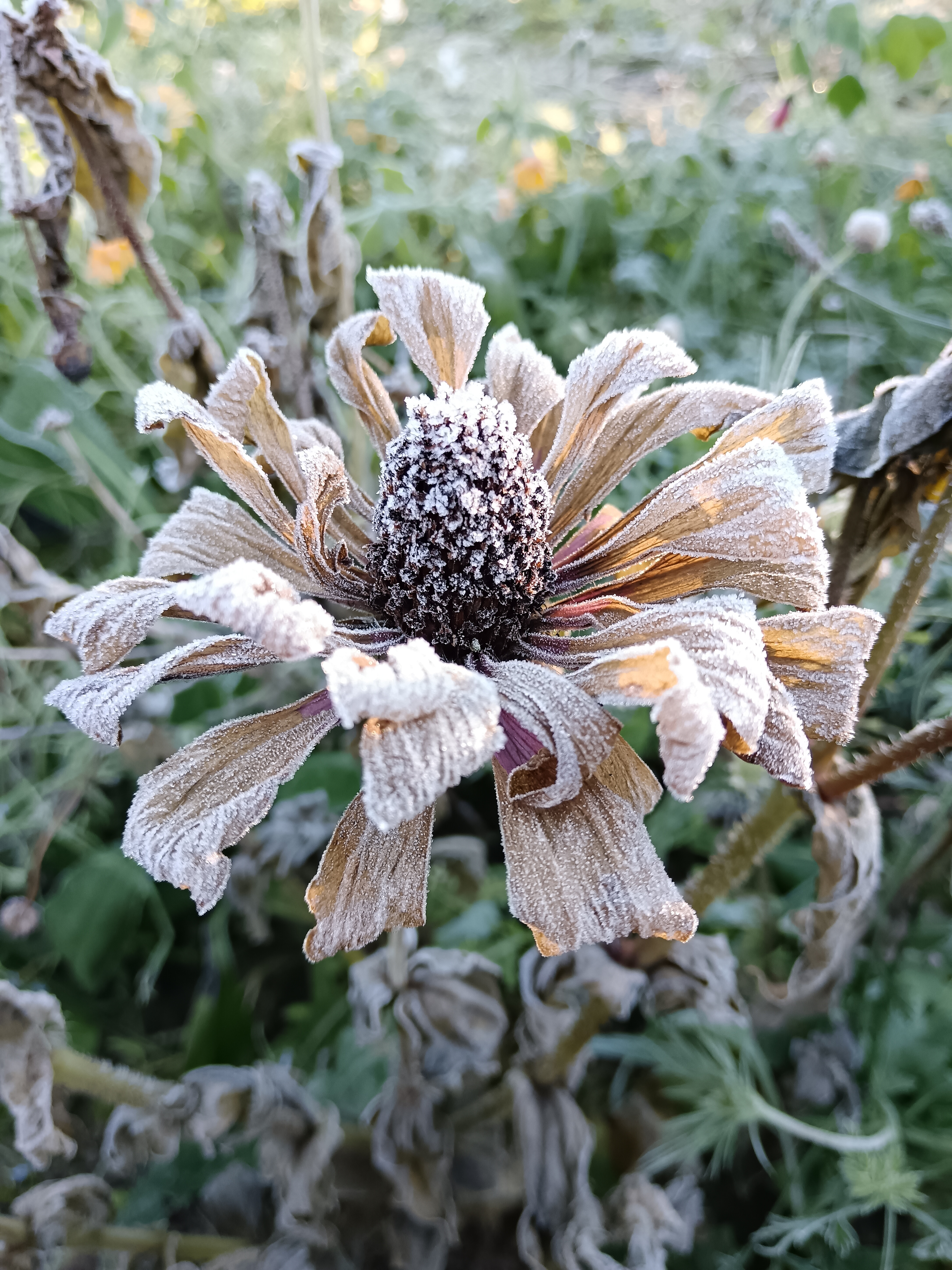 Jaana Pennanen: Pakkasaamu