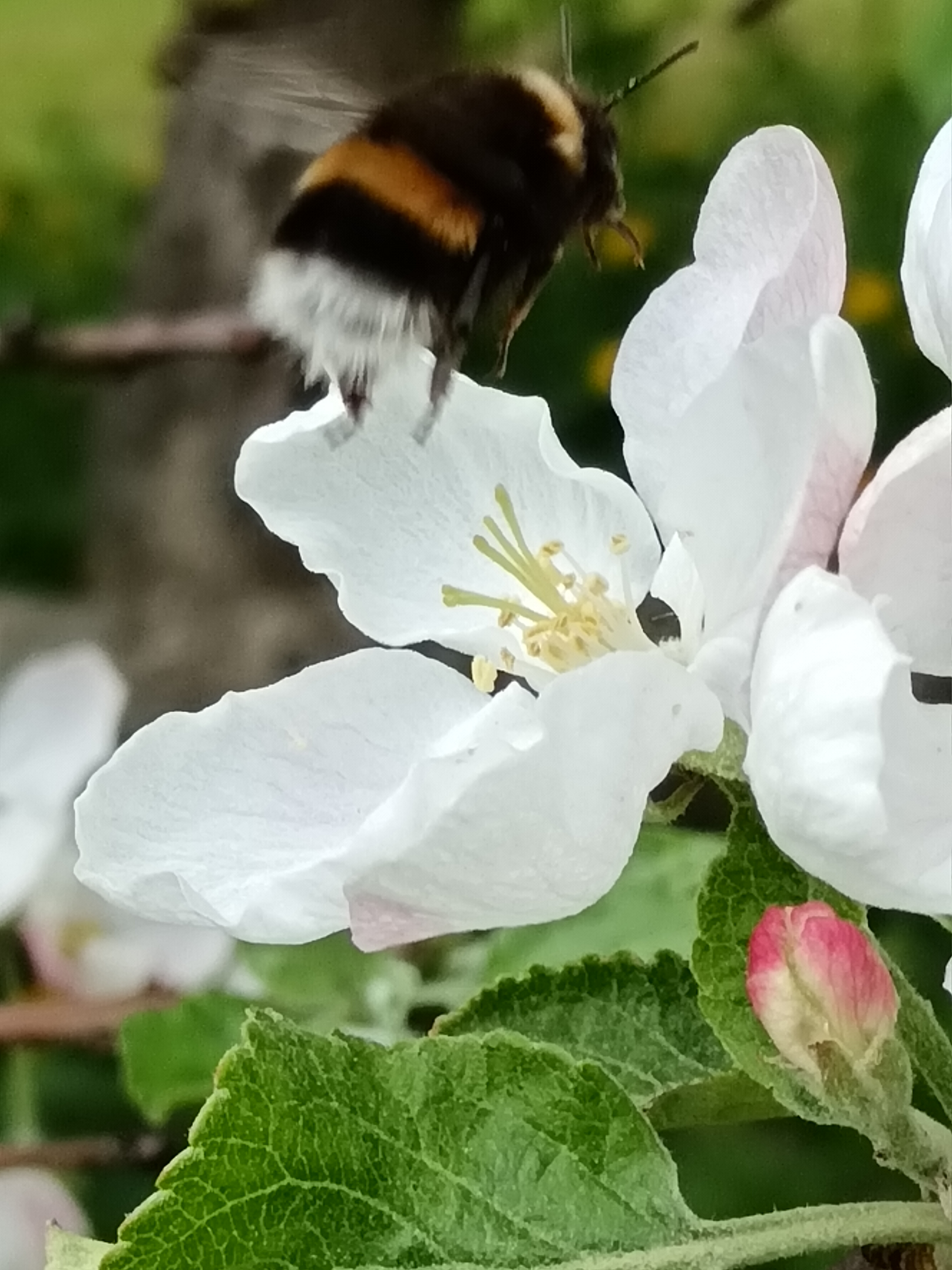 Jaana Pennanen: Tärkeässä työssä