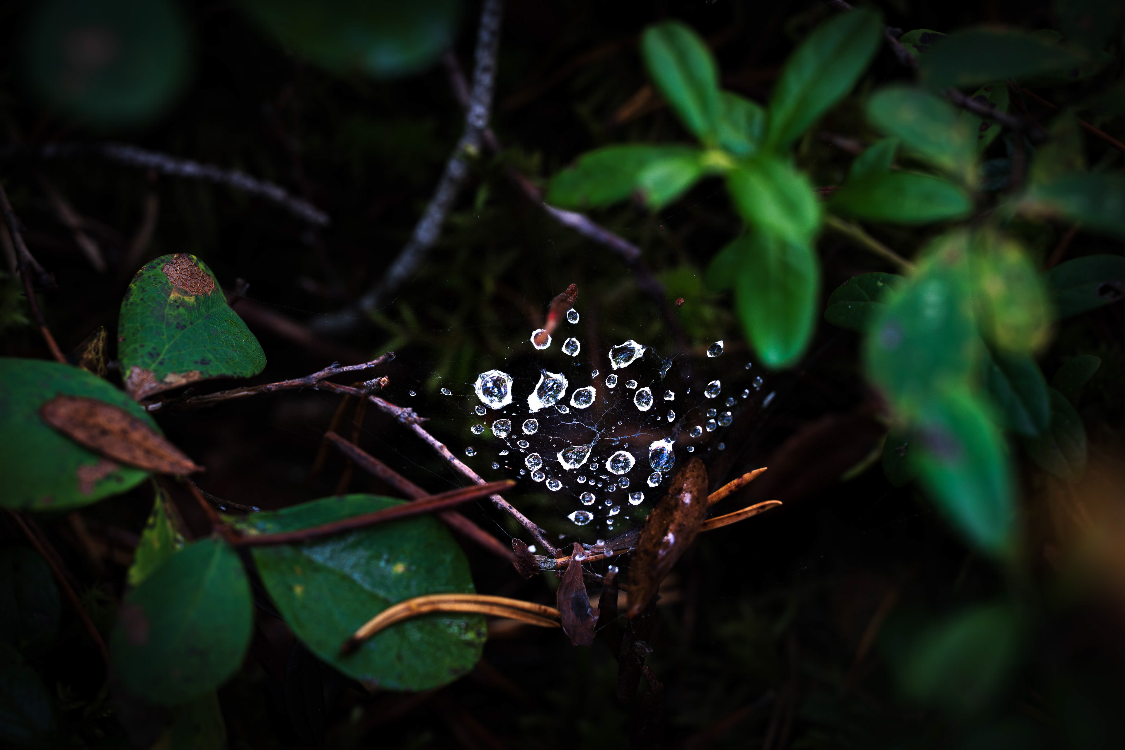 Jarkko Heinonen: Aamukasteen keinuhetki