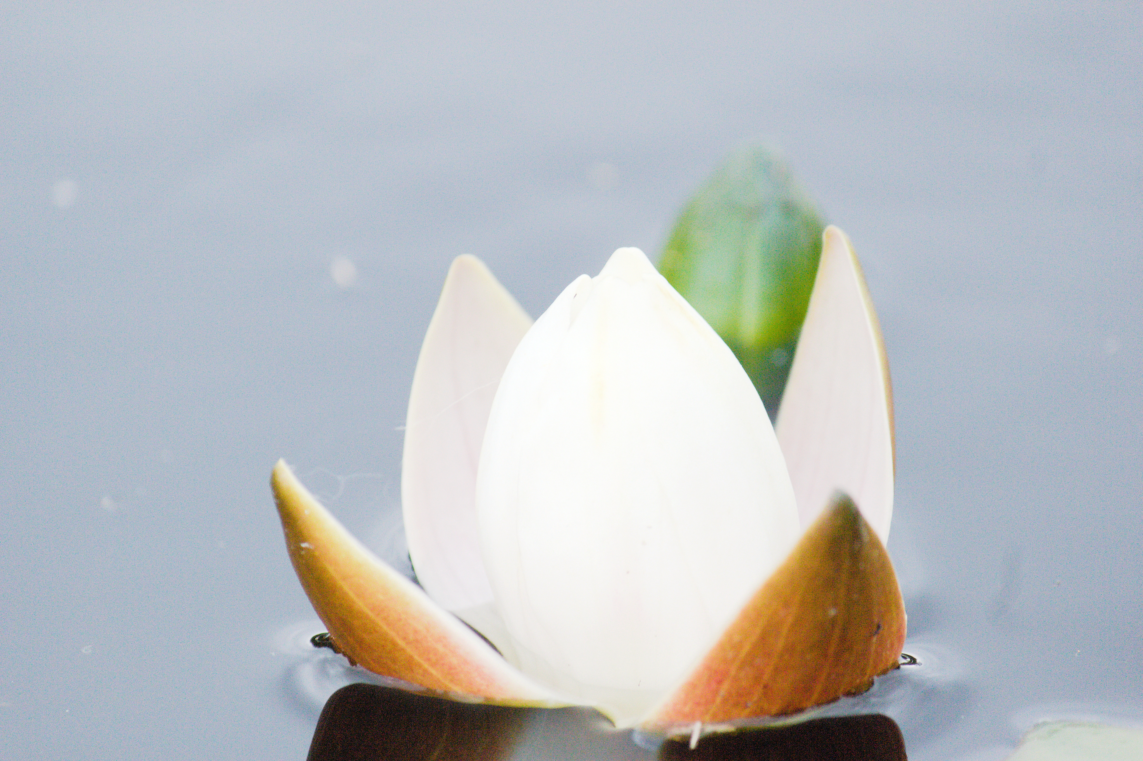 Pertti Hukkanen: Avautuva lumme