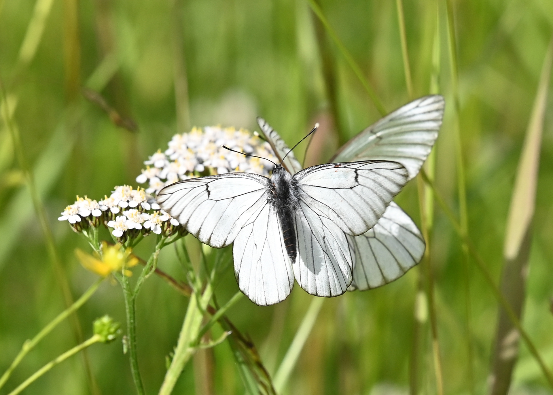 Leena Kärkkäinen: Pihlajaperhonen