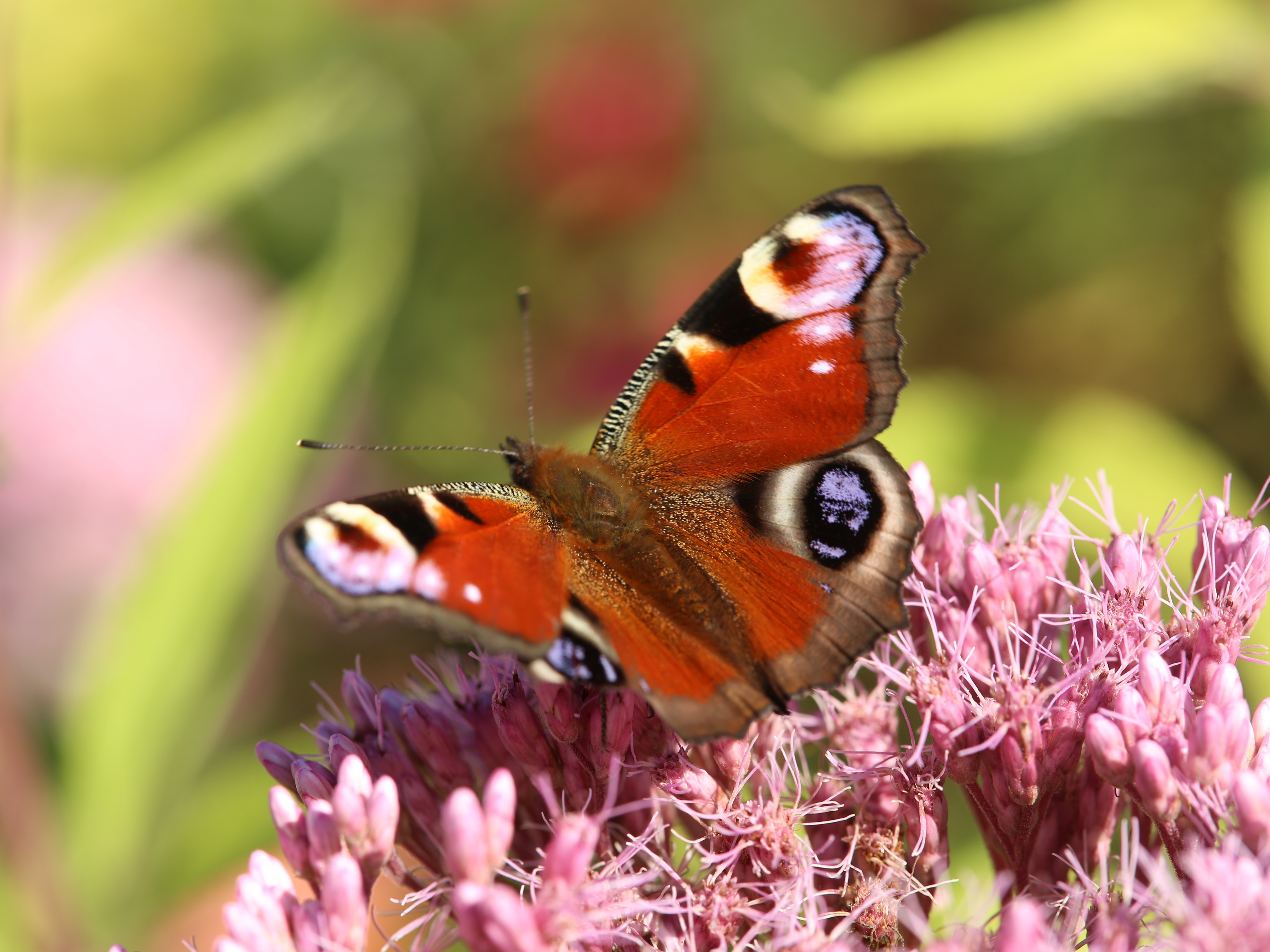 Riitta Kärkkäinen: Neitoperhonen