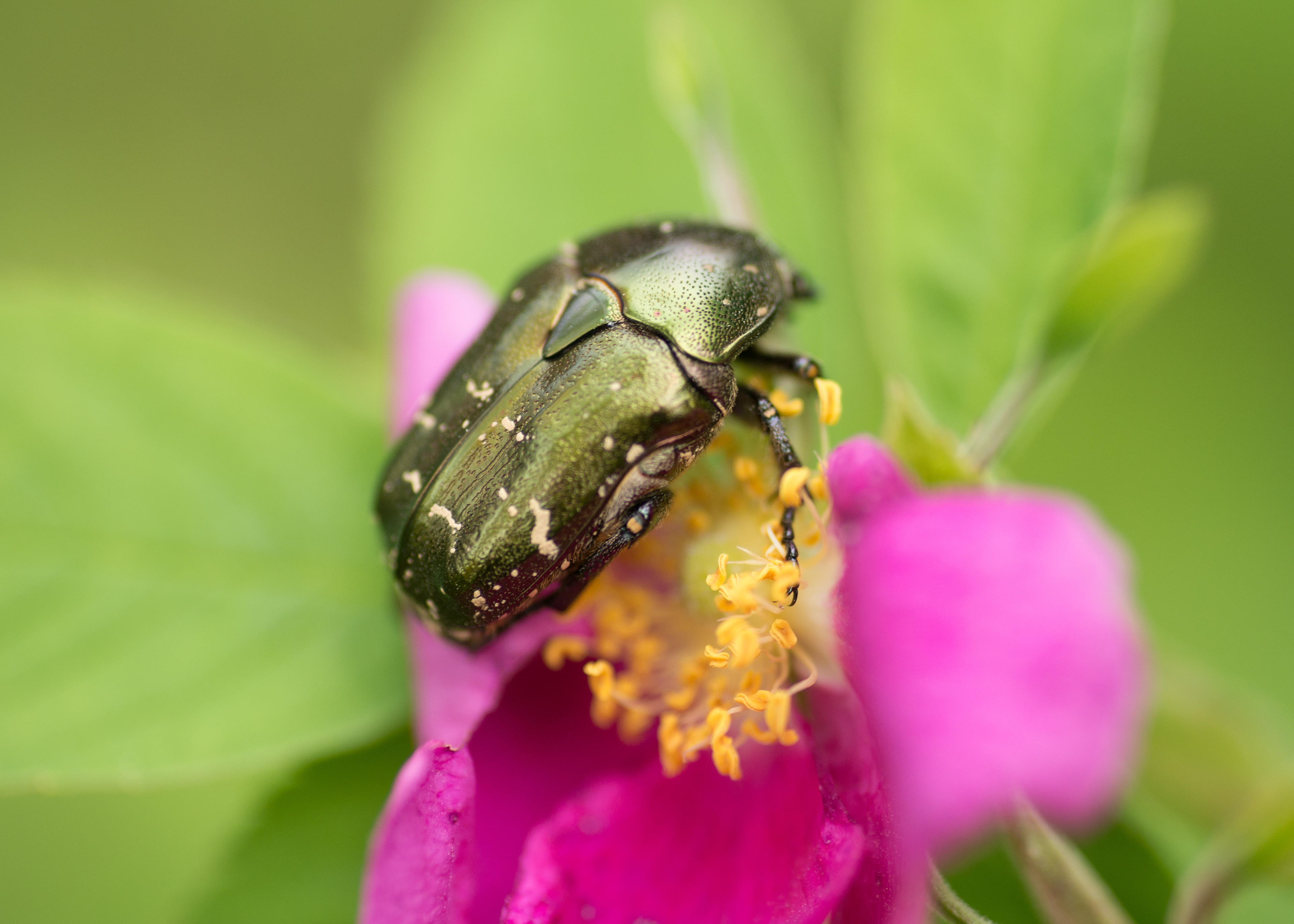 Leena Kärkkäinen: Kuparikuoriainen