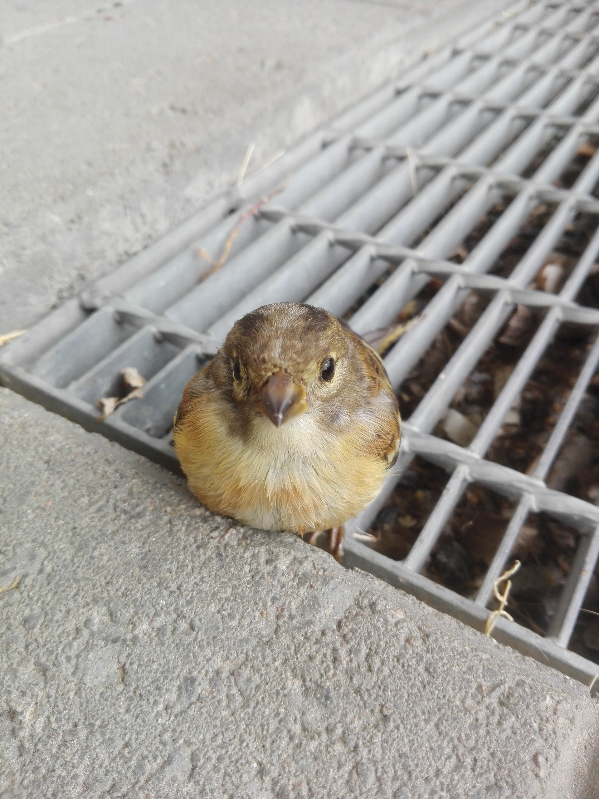 Leena Leskinen: Pienokainen ja kova maailma