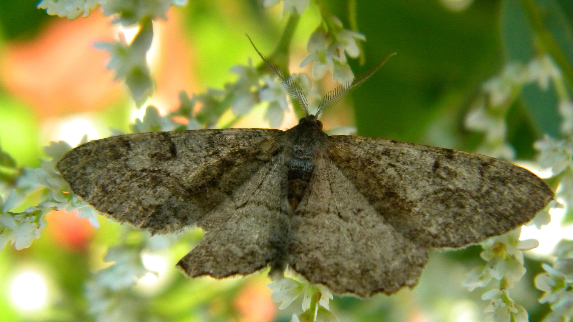 Leena Leskinen: Siipirikko