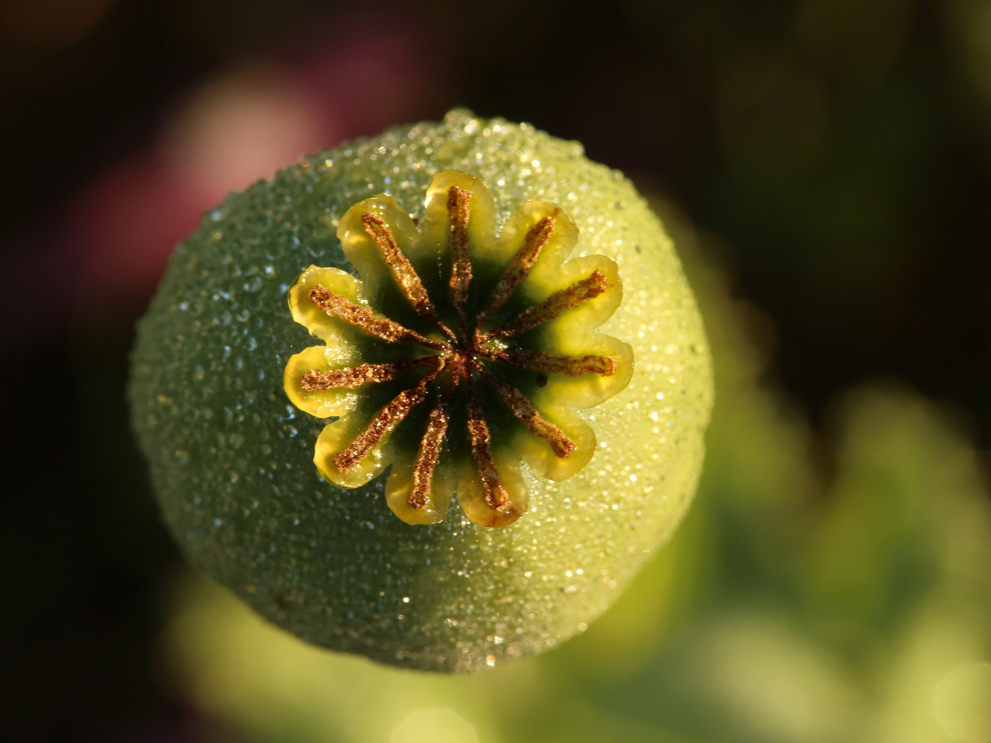 Riitta Kärkkäinen: Ooppiumia kansalle