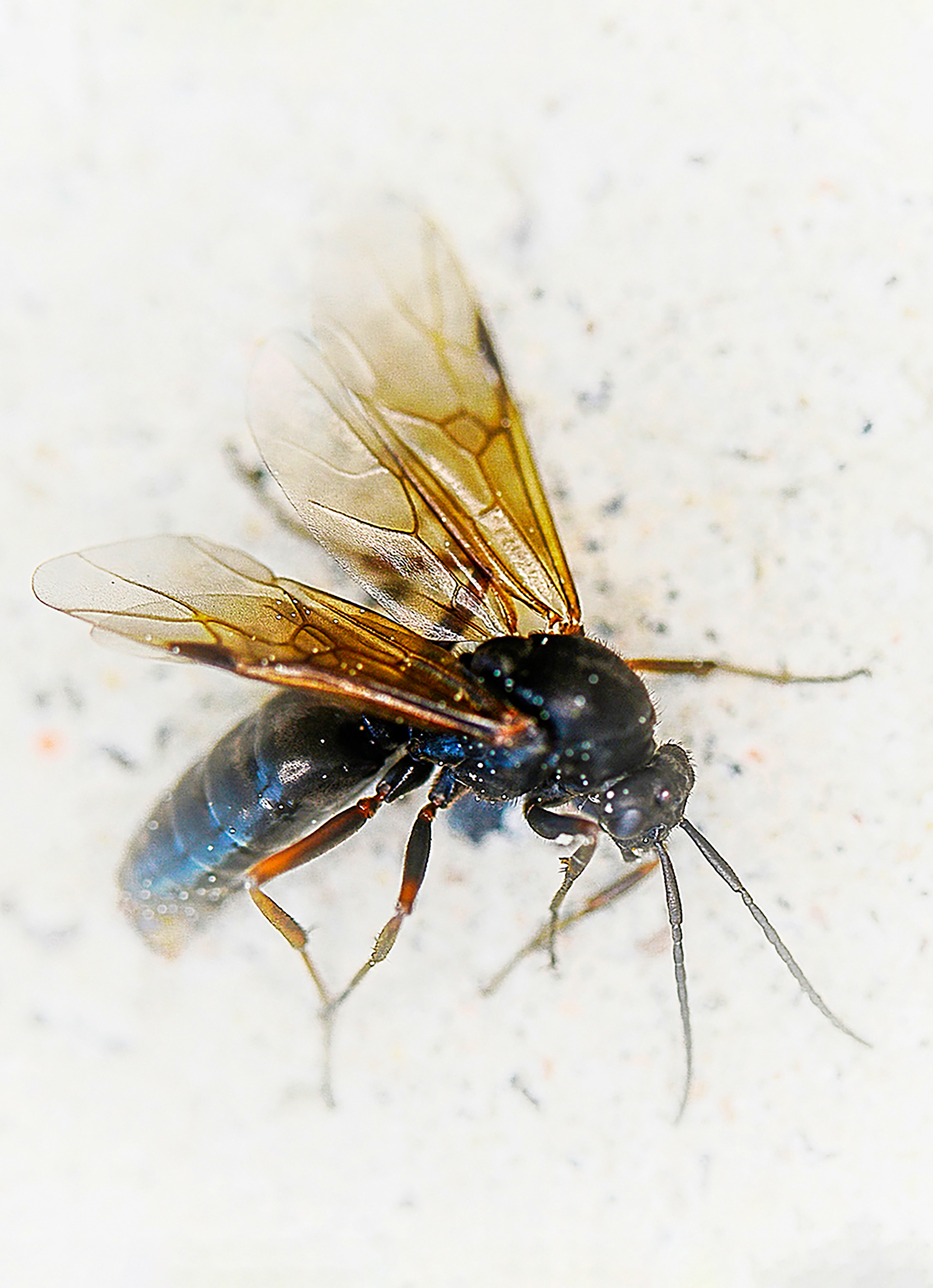 Jorma Kärkkäinen: Flamed