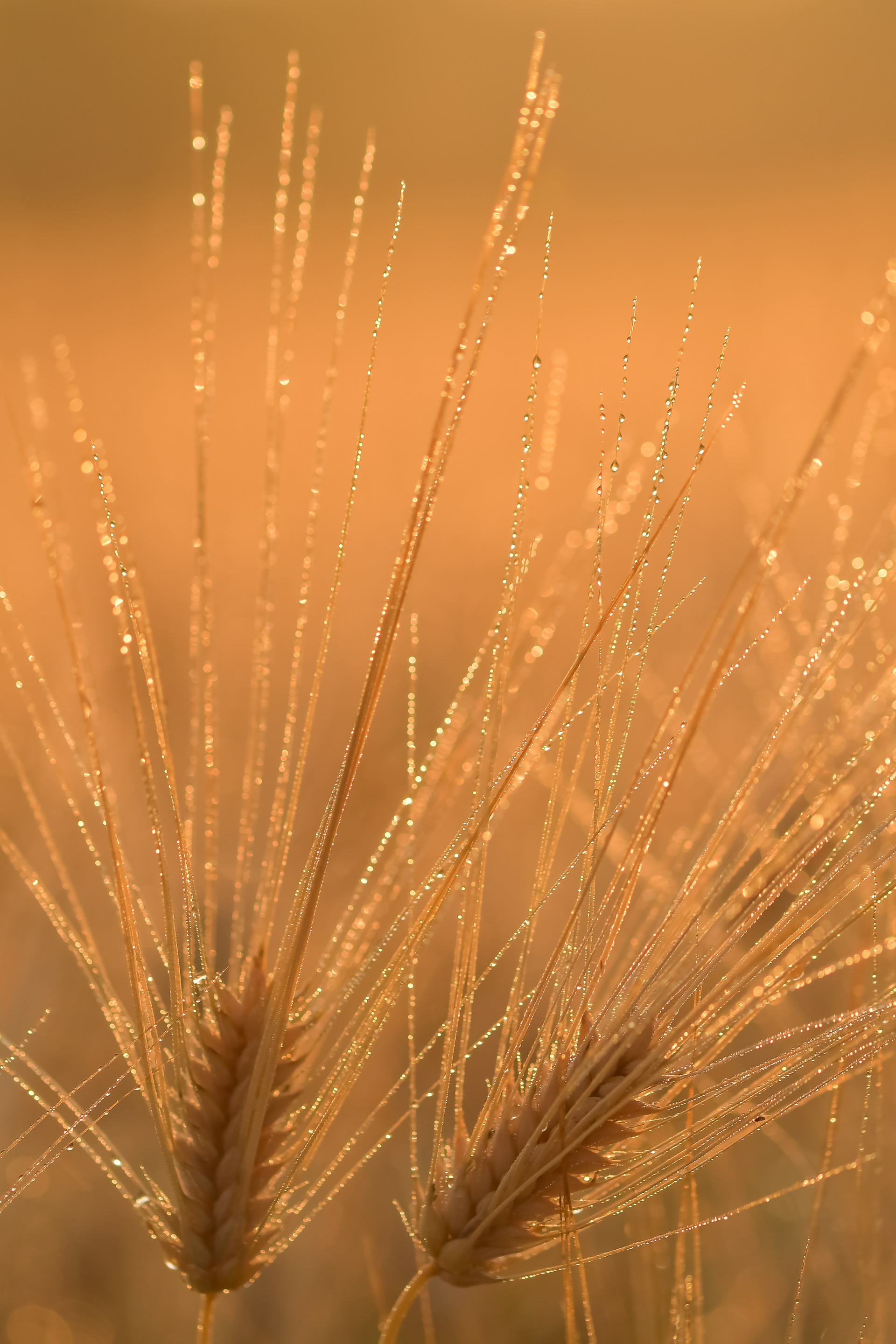 Ritva Pietikäinen: Vilja kypsyy