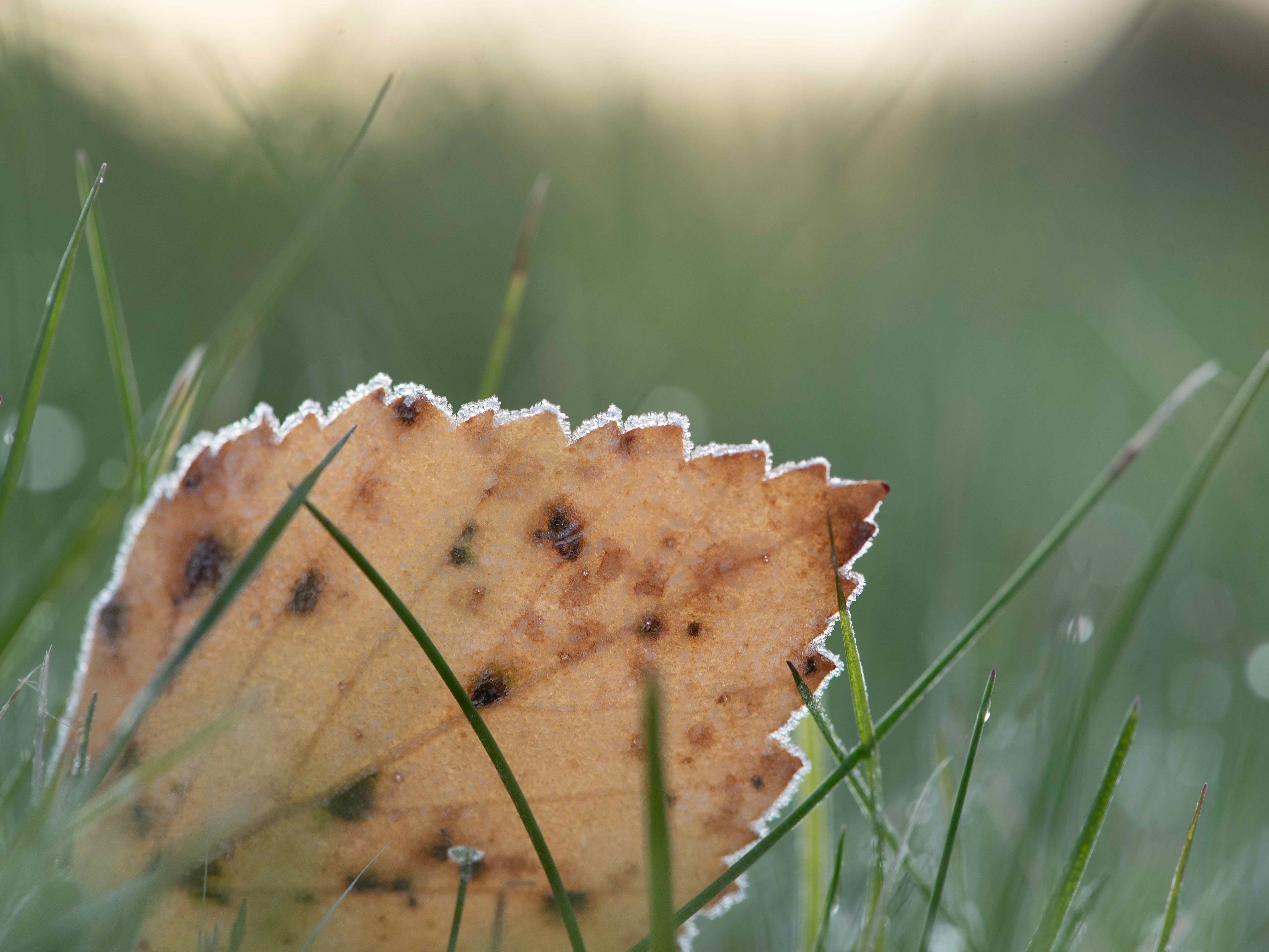 Seija Kärkkäinen: Pakkasaamu