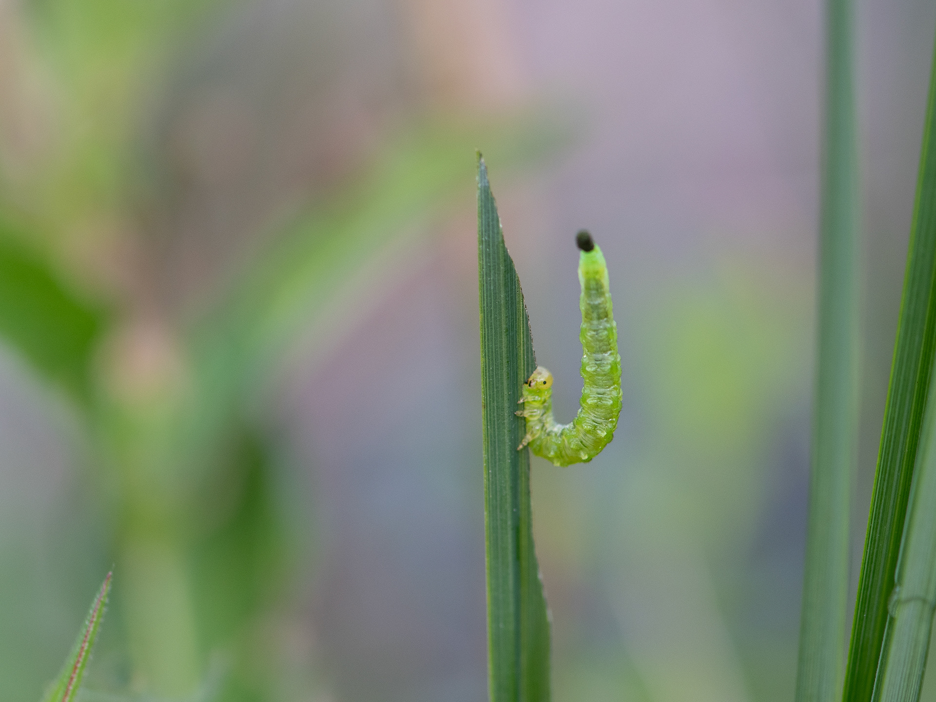 Seija Kärkkäinen: Aamujumppa