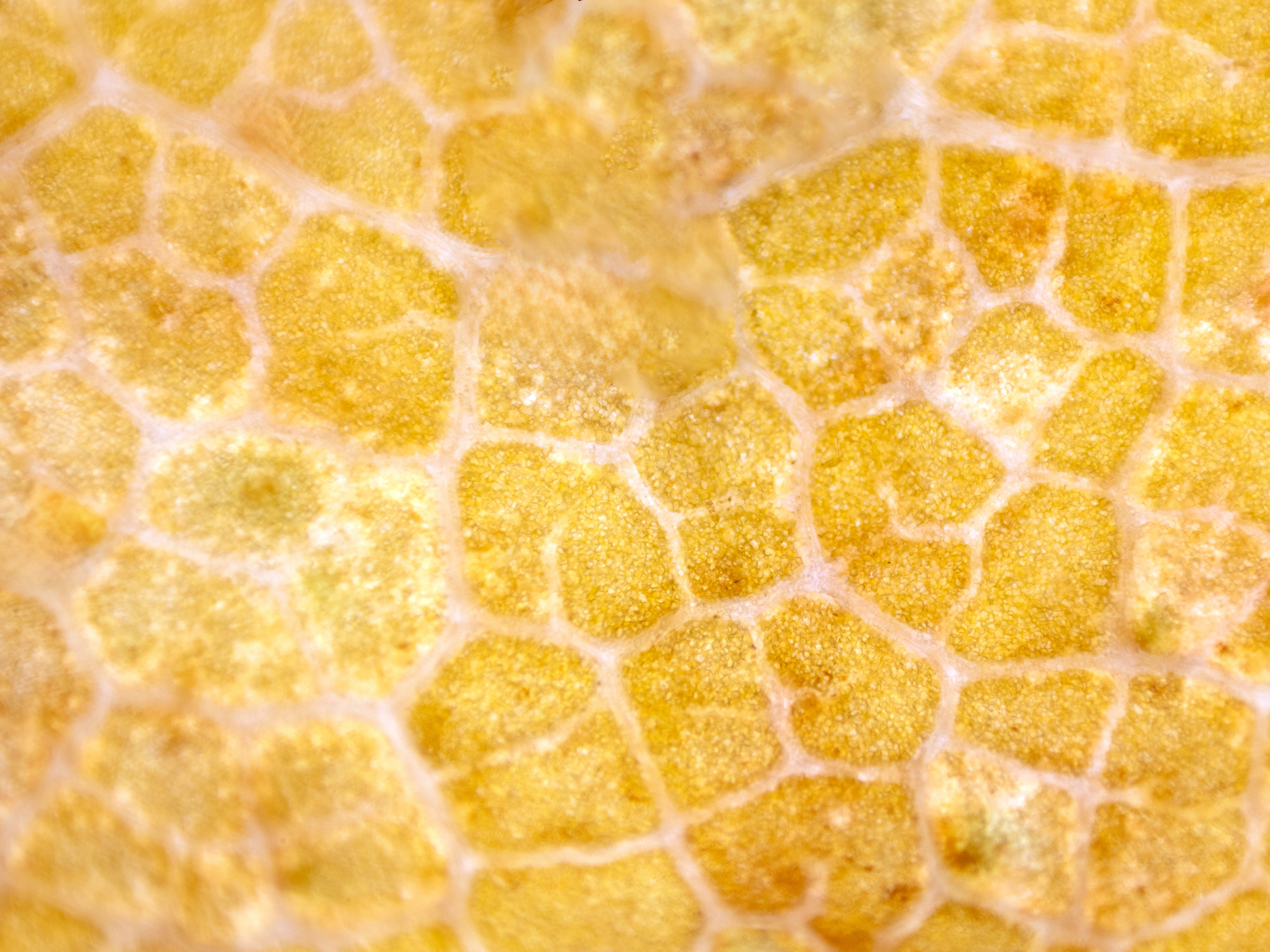 Jorma Kärkkäinen: Vaahteranlehti