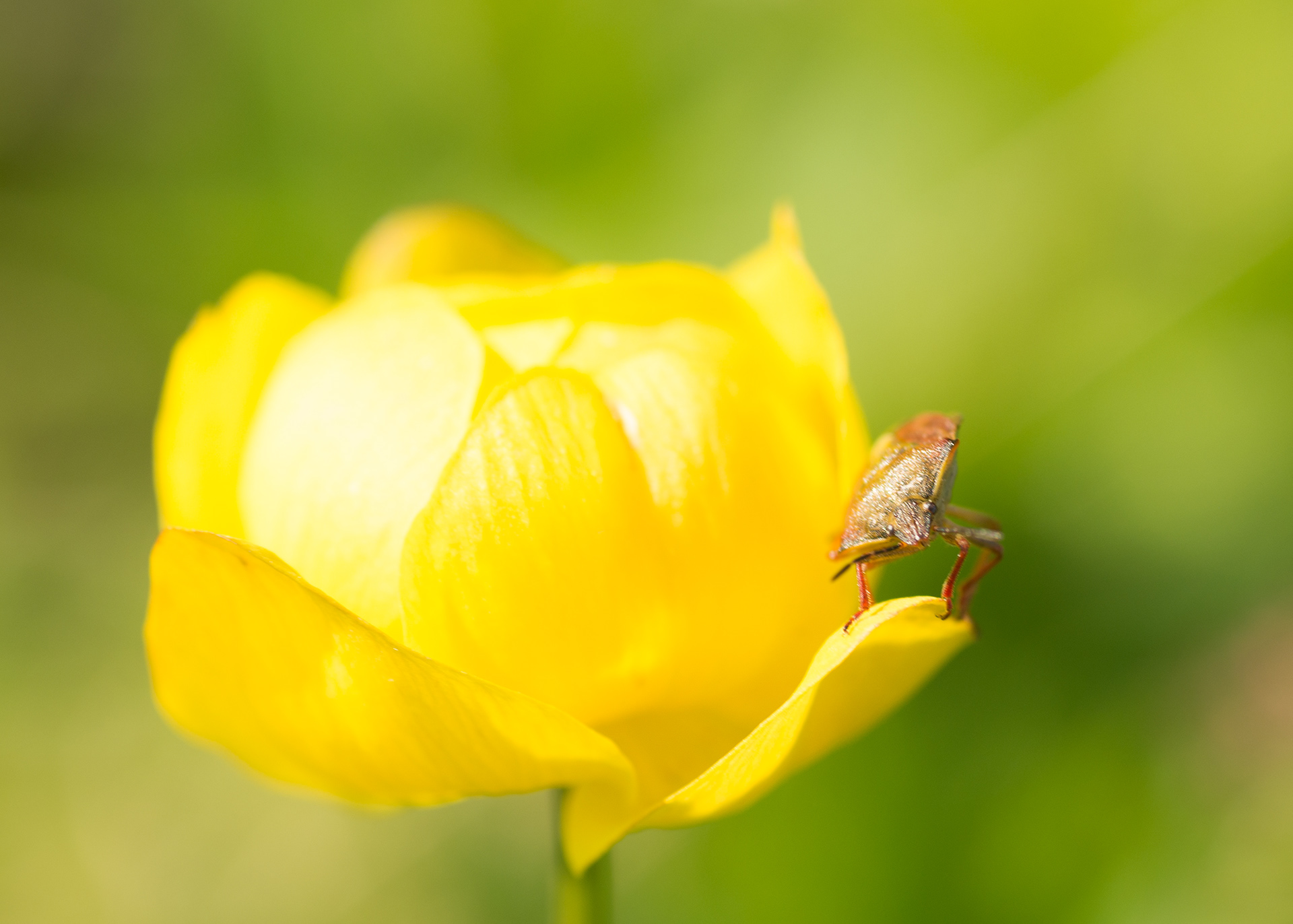 Leena Kärkkäinen: Yllätys kuvassa