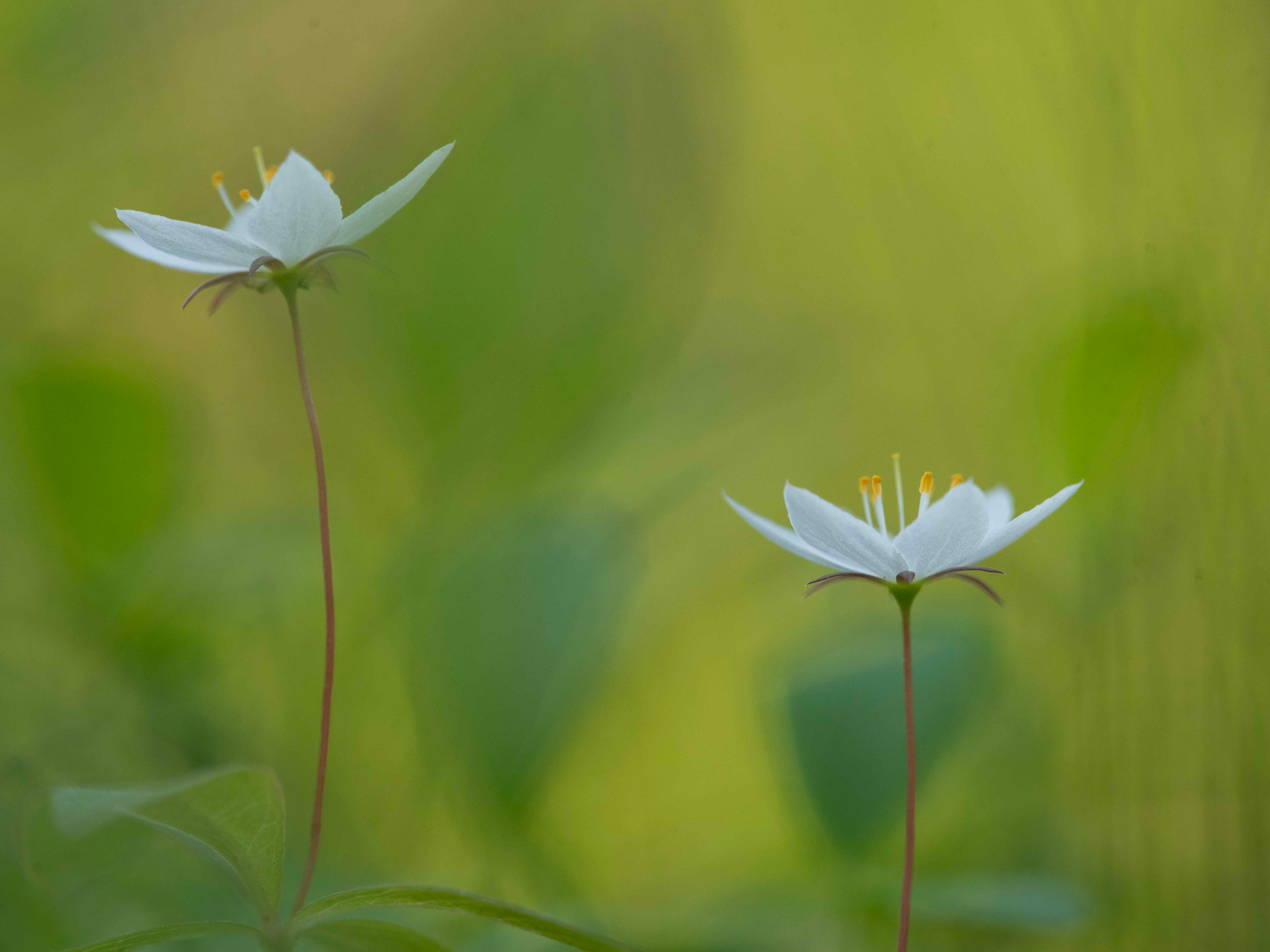 Seija Kärkkäinen: Metsän tähdet