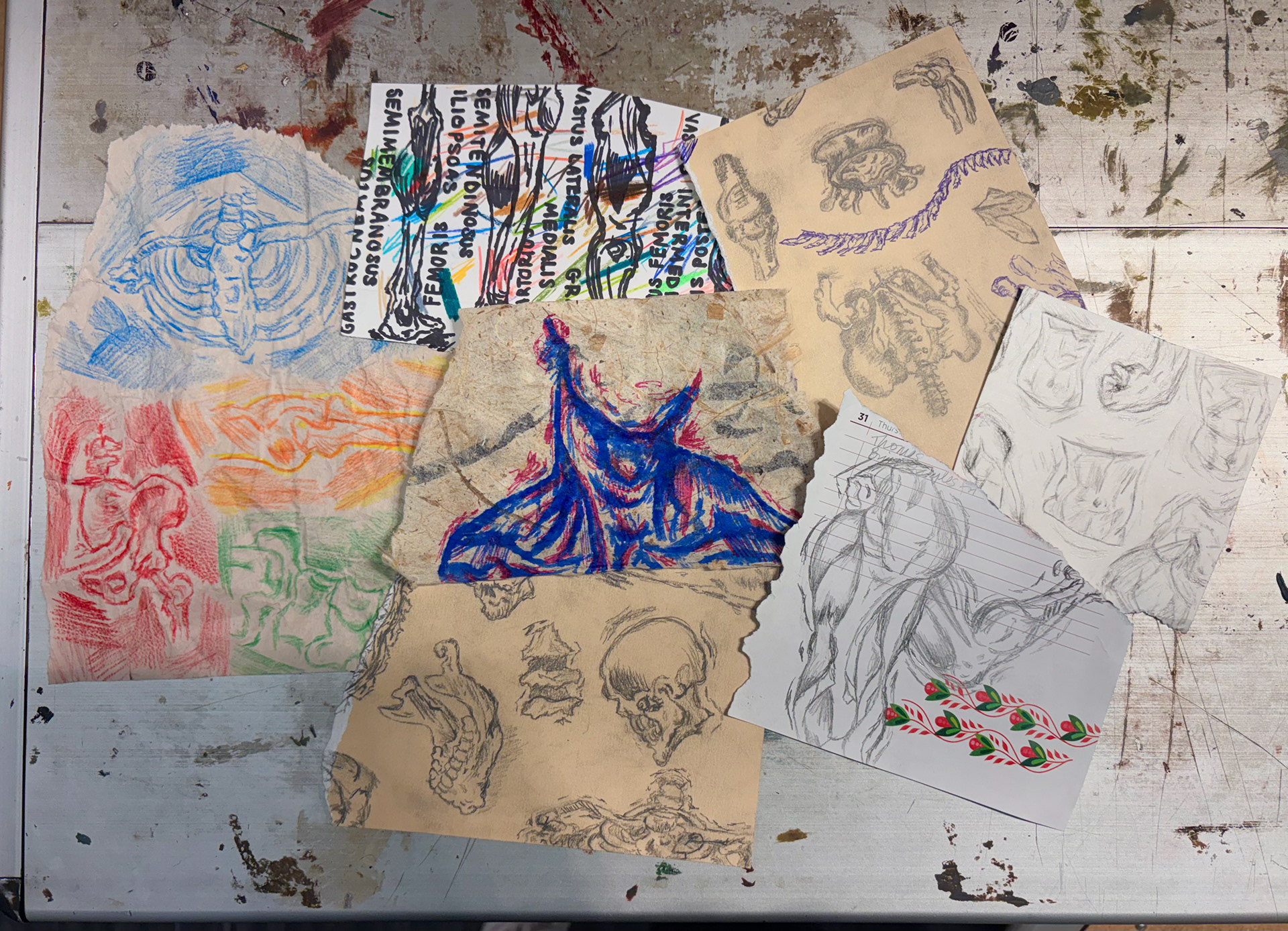 anatomy sketches