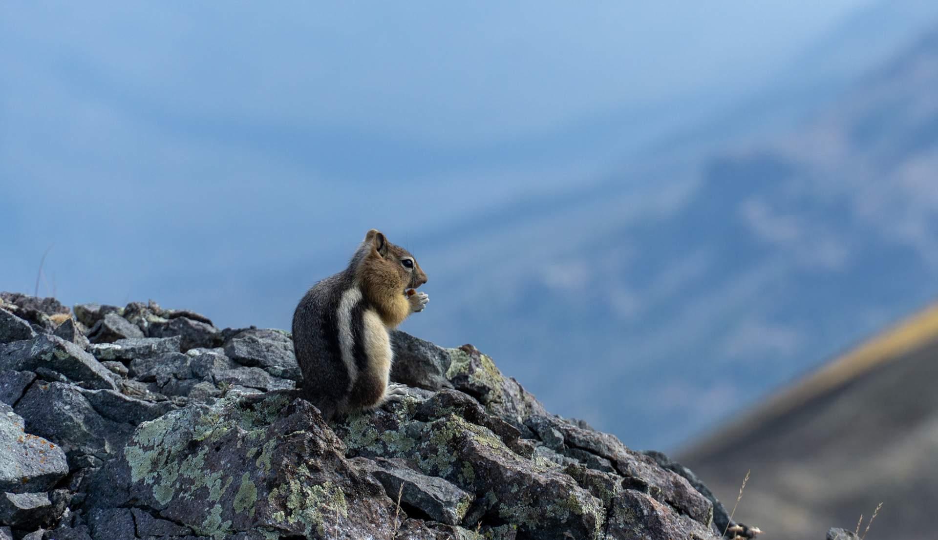 Chipmunk at the summit of Avalance Mountain, Yellowstone