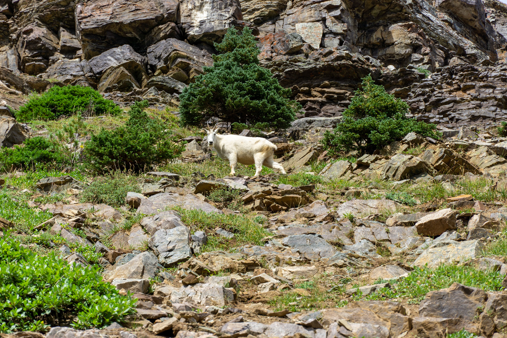 Mountain Goat