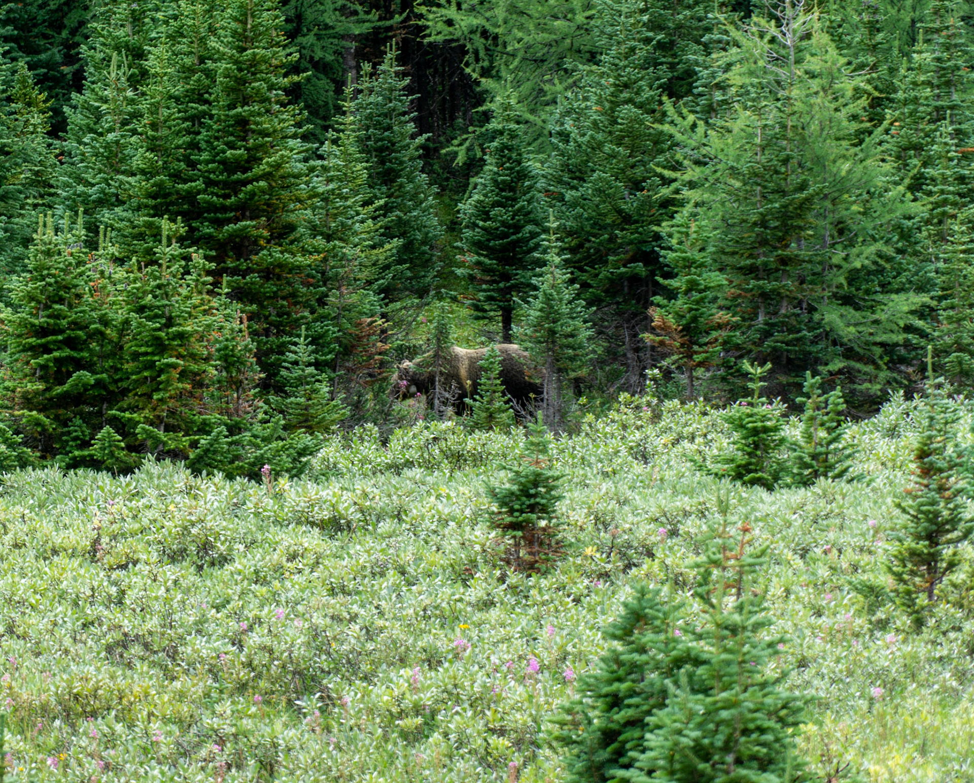 Larch Valley Grizzly