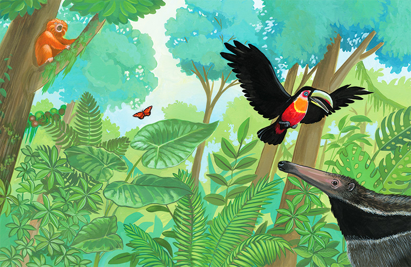 From Tim, The Golden Lion Tamarin