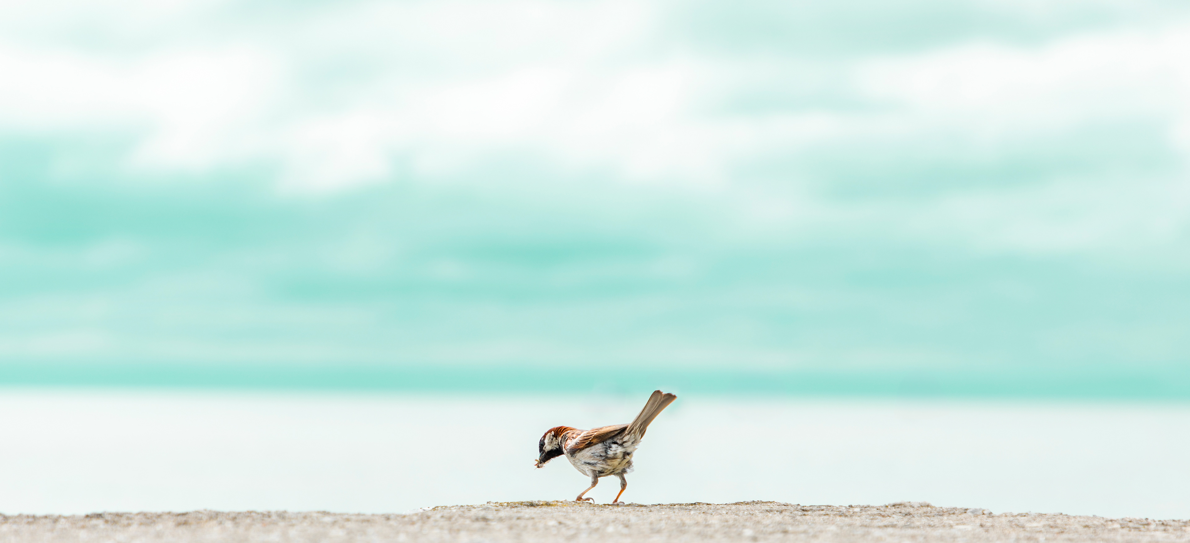 Little Bird