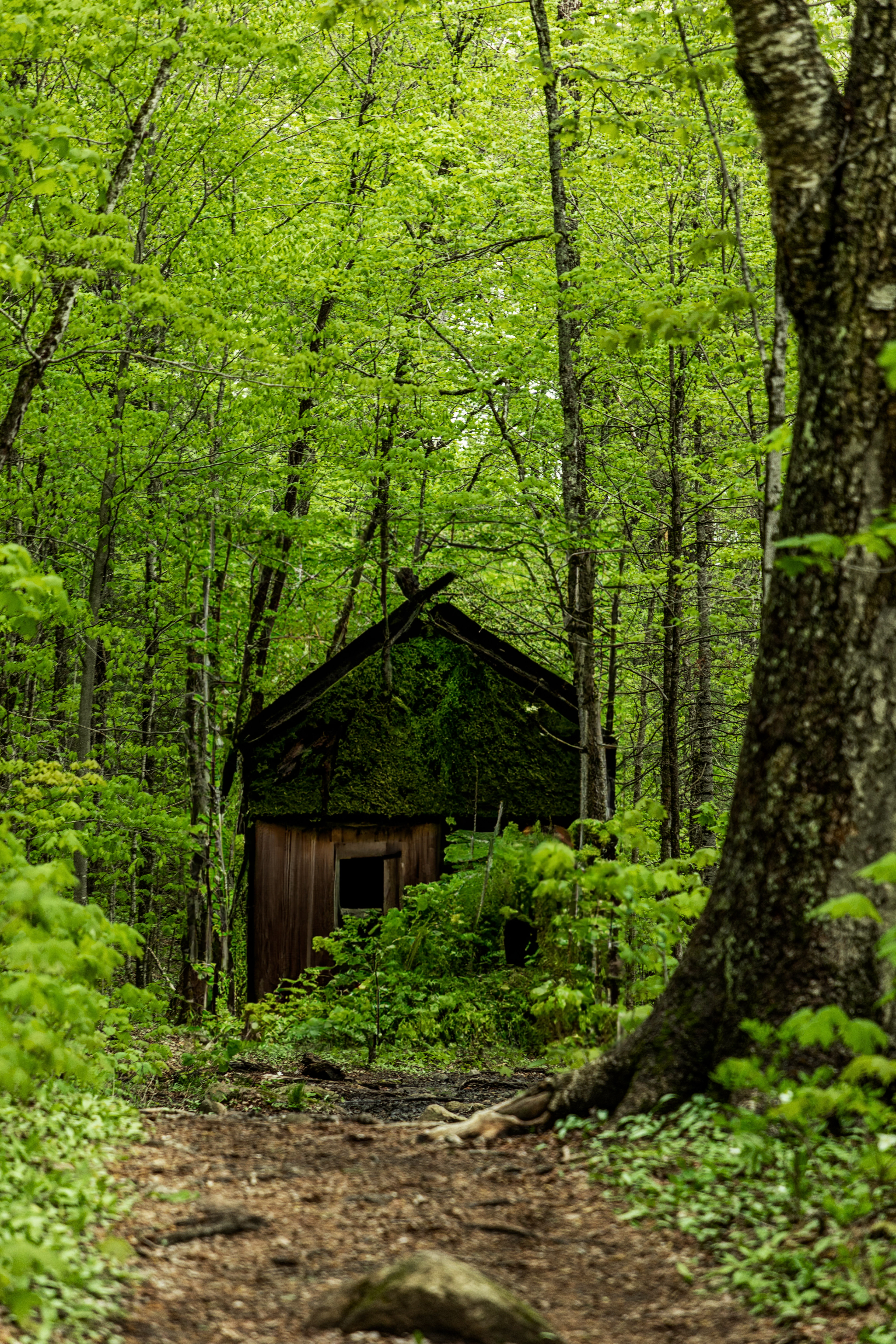 Little Cabin
