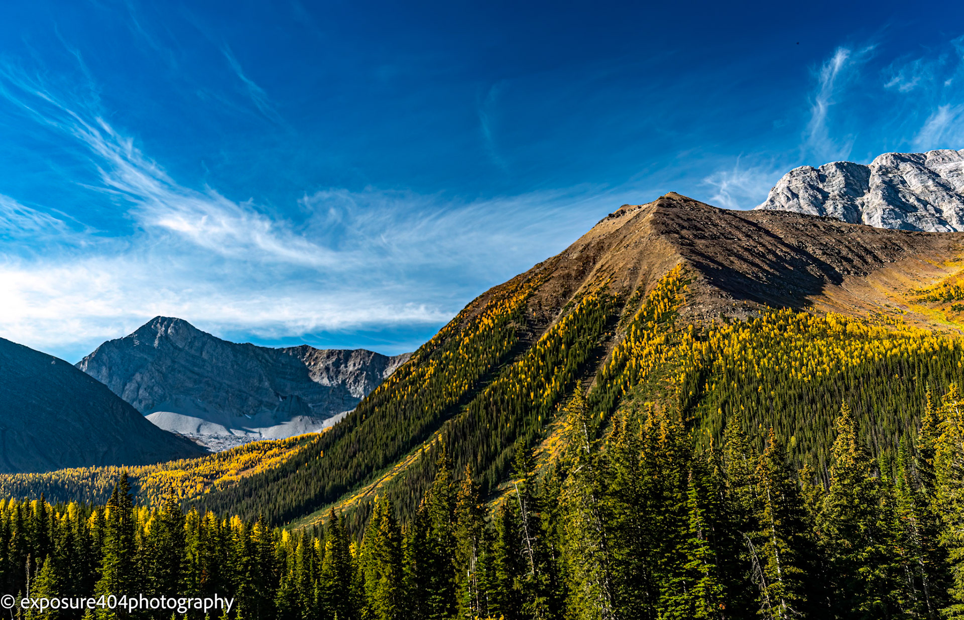 Larches in Kanananskis Country