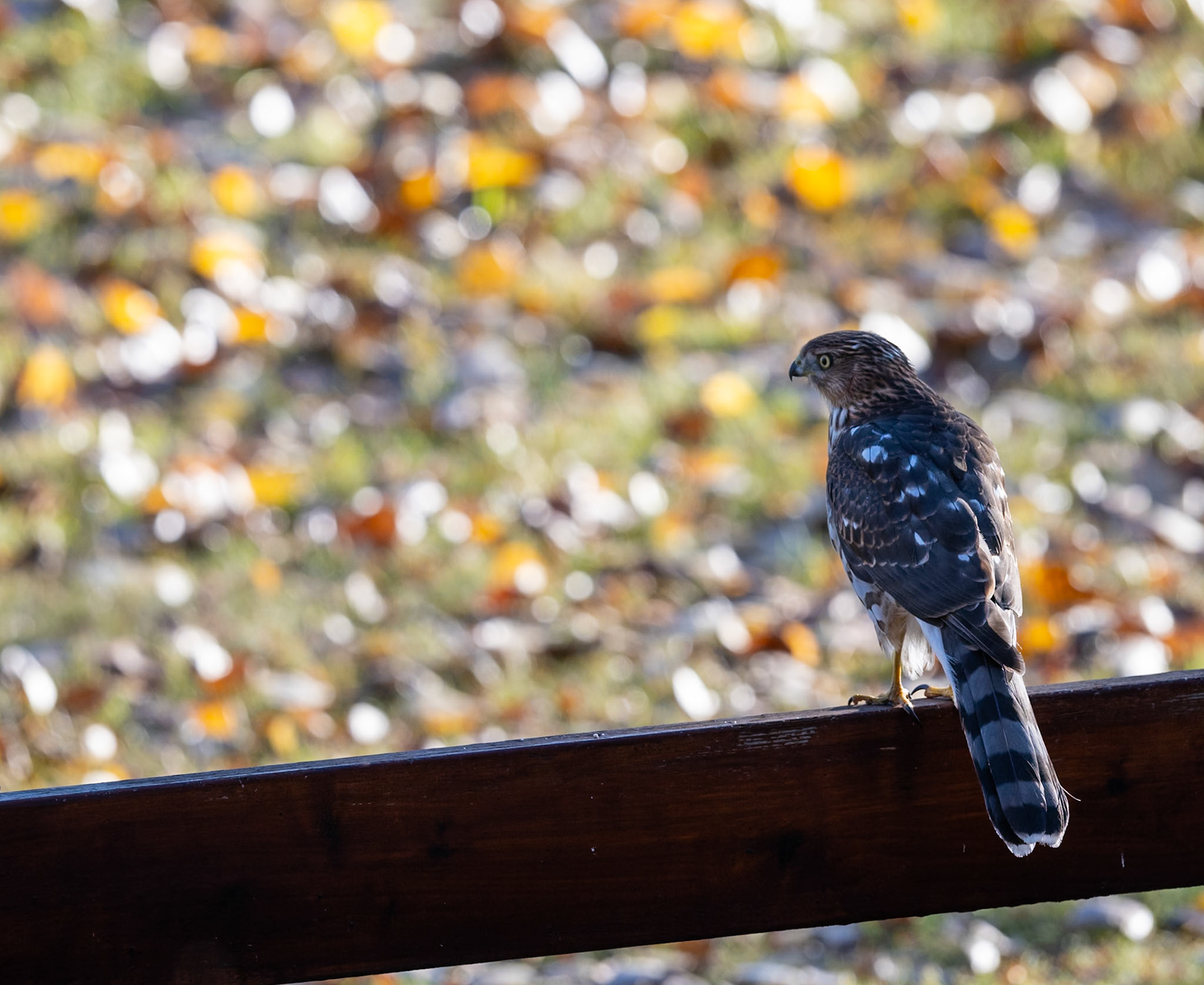 Coopers Hawk in NW Calgary
