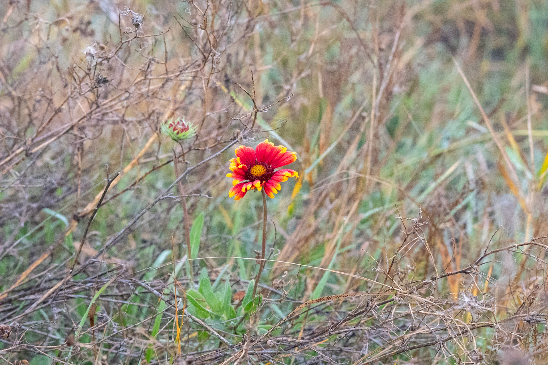 Lone  Wild Flower n the Autumn